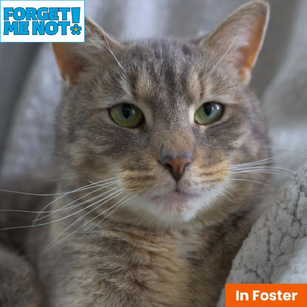Enlarge Hugs, a Adoptable Domestic Short Hair in Baltimore, MD image 1/2