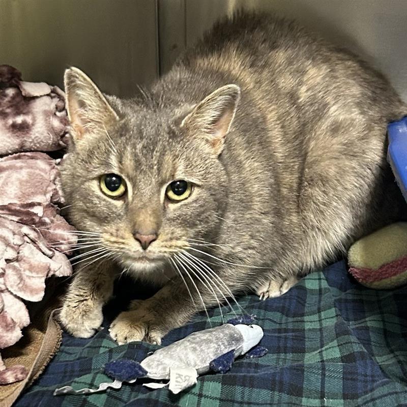 Enlarge Hugs, a Adoptable Domestic Short Hair in Baltimore, MD image 2/2
