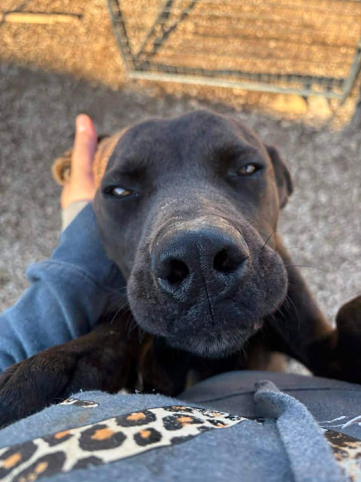 Atlas, Adoptable, Adult Male Boxer.