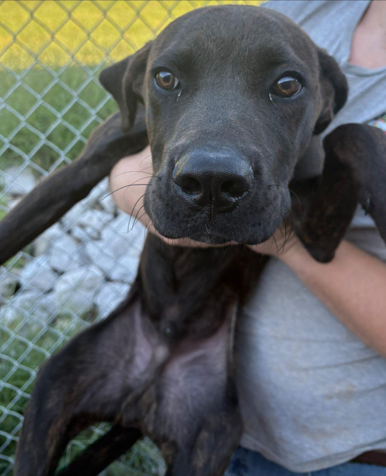 Atlas, Adoptable, Adult Male Black Labrador Retriever.