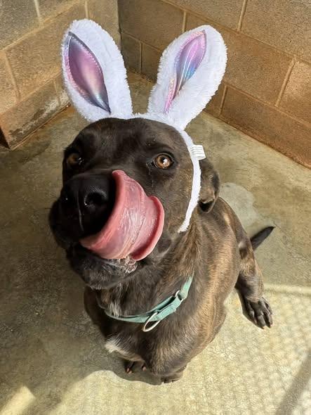 Enlarge Atlas (Sponsored) , an adoptable mixed breed in Munfordville, KY image 3/4