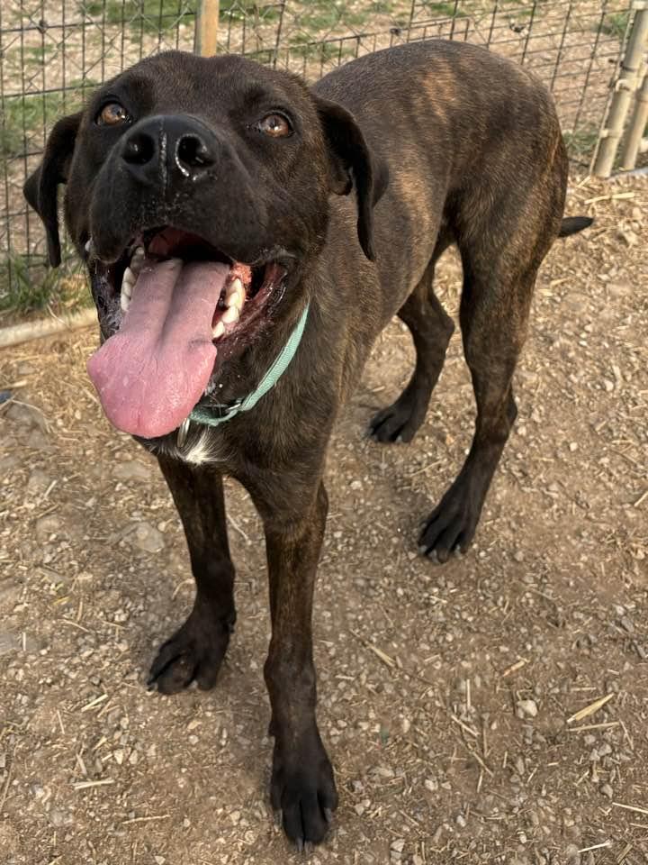 Enlarge Atlas (Sponsored) , an adoptable mixed breed in Munfordville, KY image 2/4