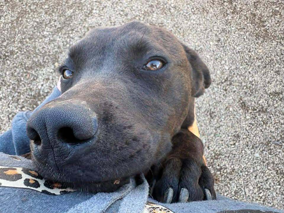 Enlarge Atlas, a Adoptable mixed breed in Munfordville, KY image 2/4