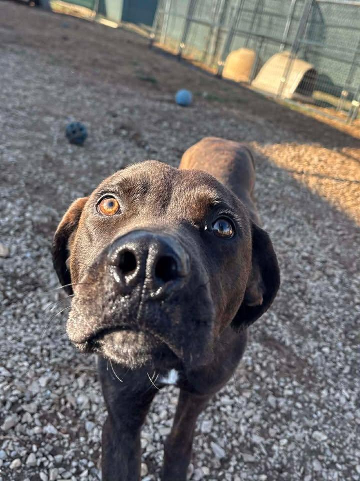 Enlarge Atlas, a Adoptable mixed breed in Munfordville, KY image 3/4