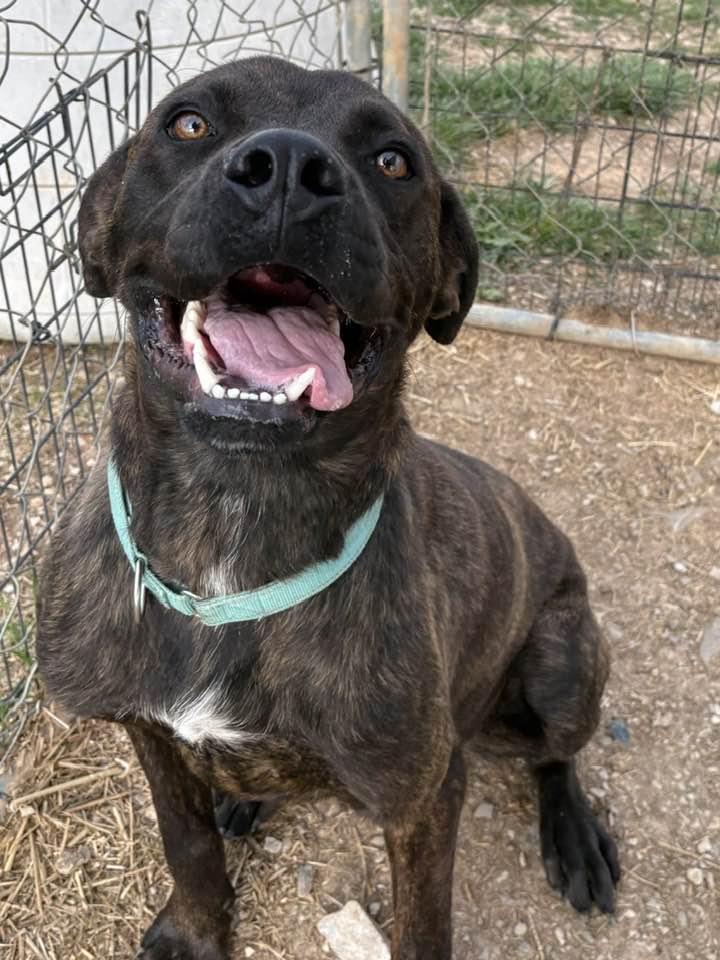 Atlas (Sponsored) , adoptable, Adult Male Boxer.