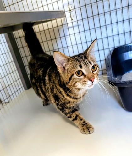 Enlarge Juice, a ADOPTABLE Domestic Short Hair in Buffalo, MN image 1/1