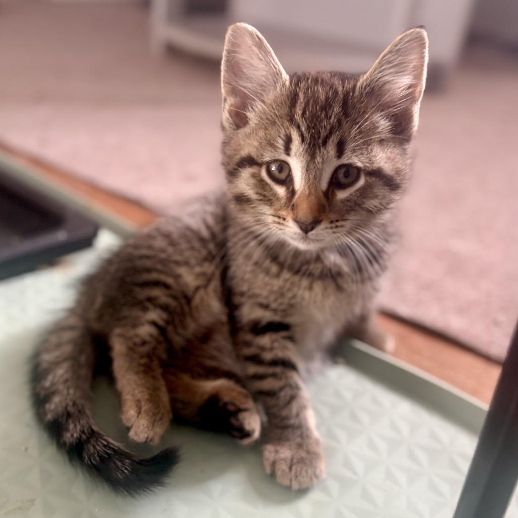 Enlarge Wedge, an adopted Domestic Short Hair in Cleveland Heights, OH image 2/6