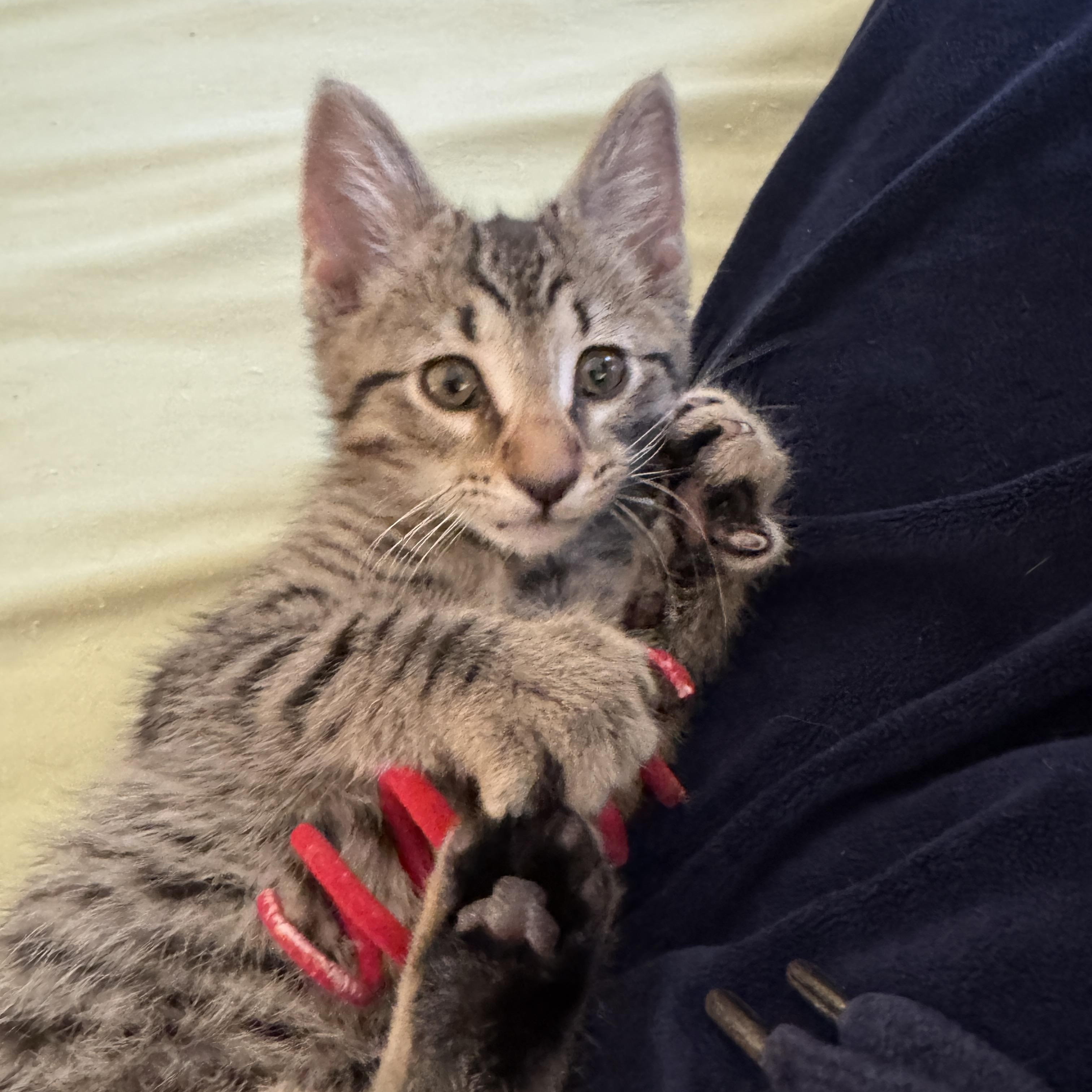 Enlarge Wedge, an adopted Domestic Short Hair in Cleveland Heights, OH image 6/6