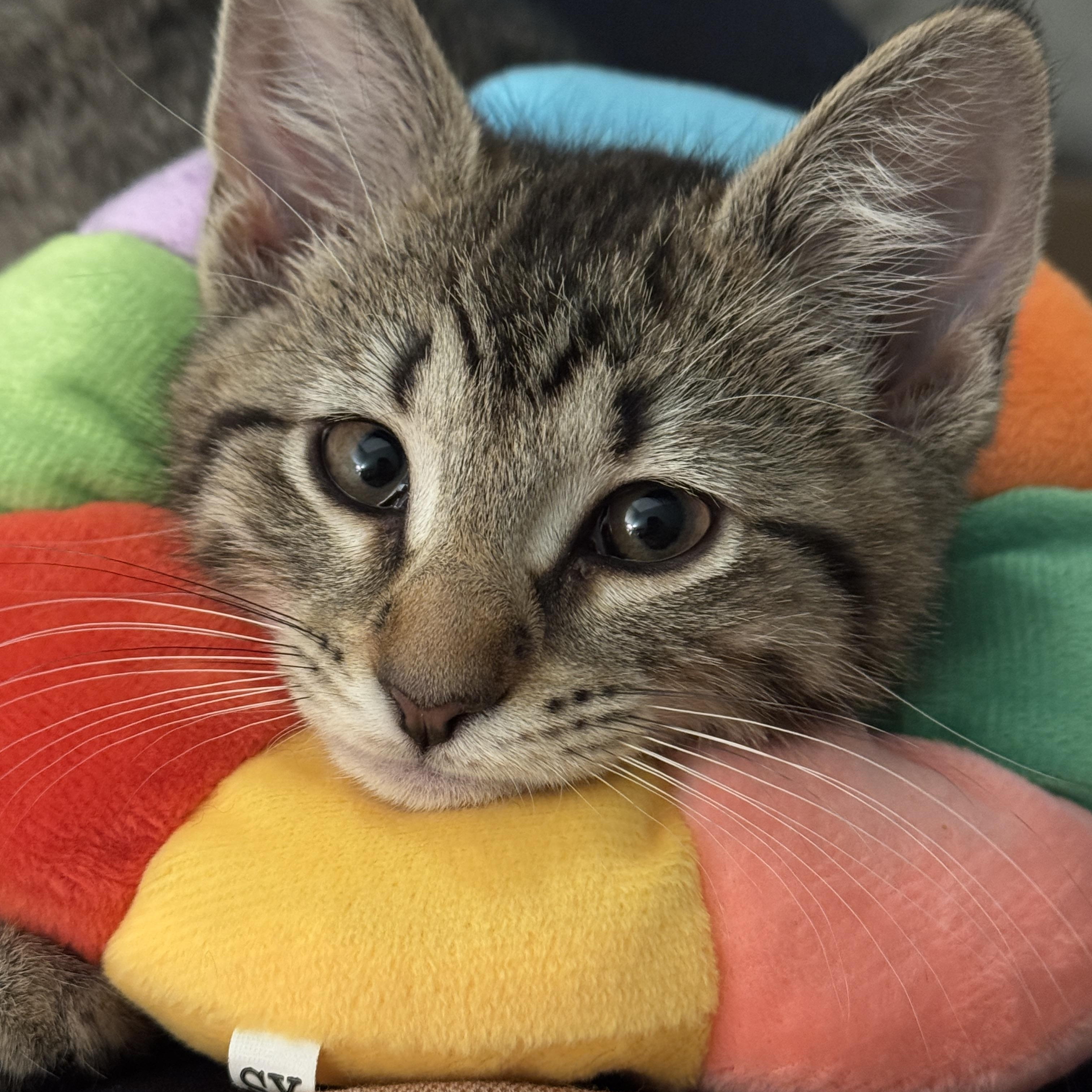 Wedge, adopted, Kitten Female Domestic Short Hair.