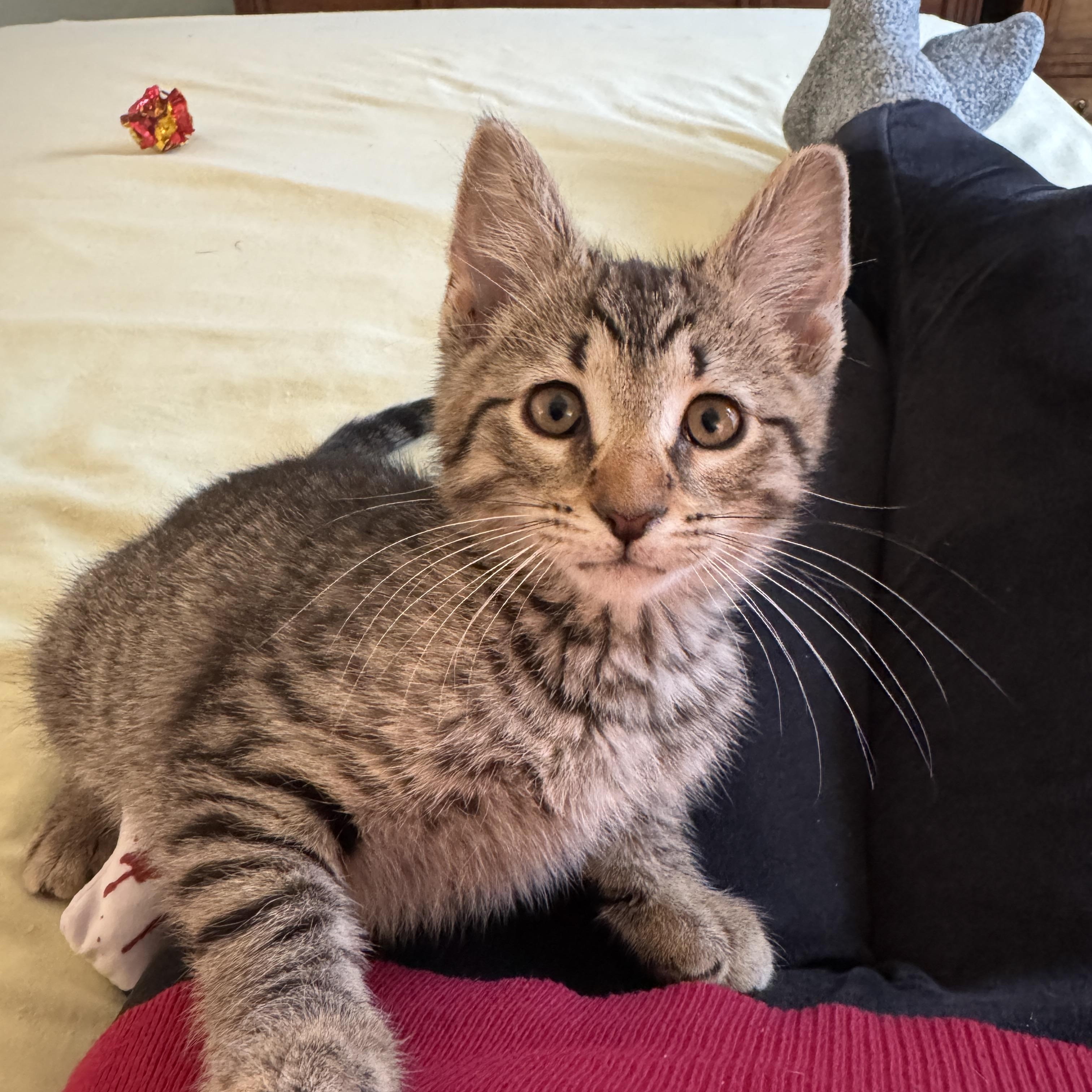 Enlarge Wedge, an adopted Domestic Short Hair in Cleveland Heights, OH image 5/6