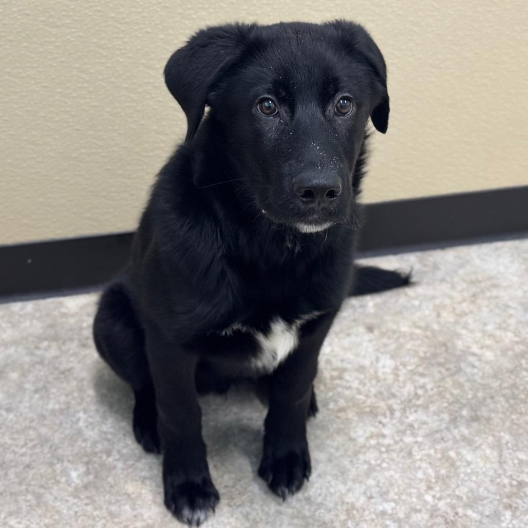 Cody, Adoptable, Puppy Male Mixed Breed.