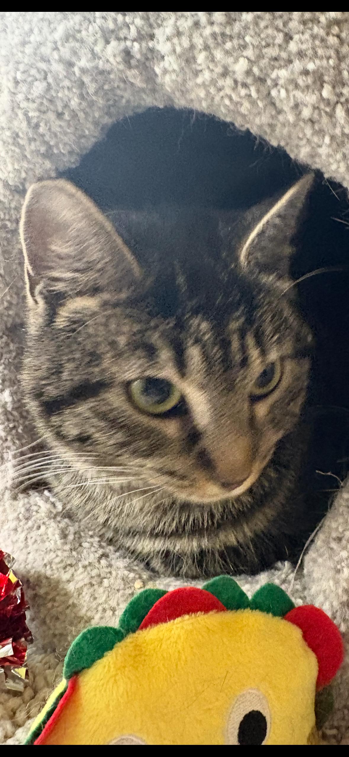 Enlarge Hannah & Clara , a ADOPTABLE Tabby in Independence, OH image 3/3