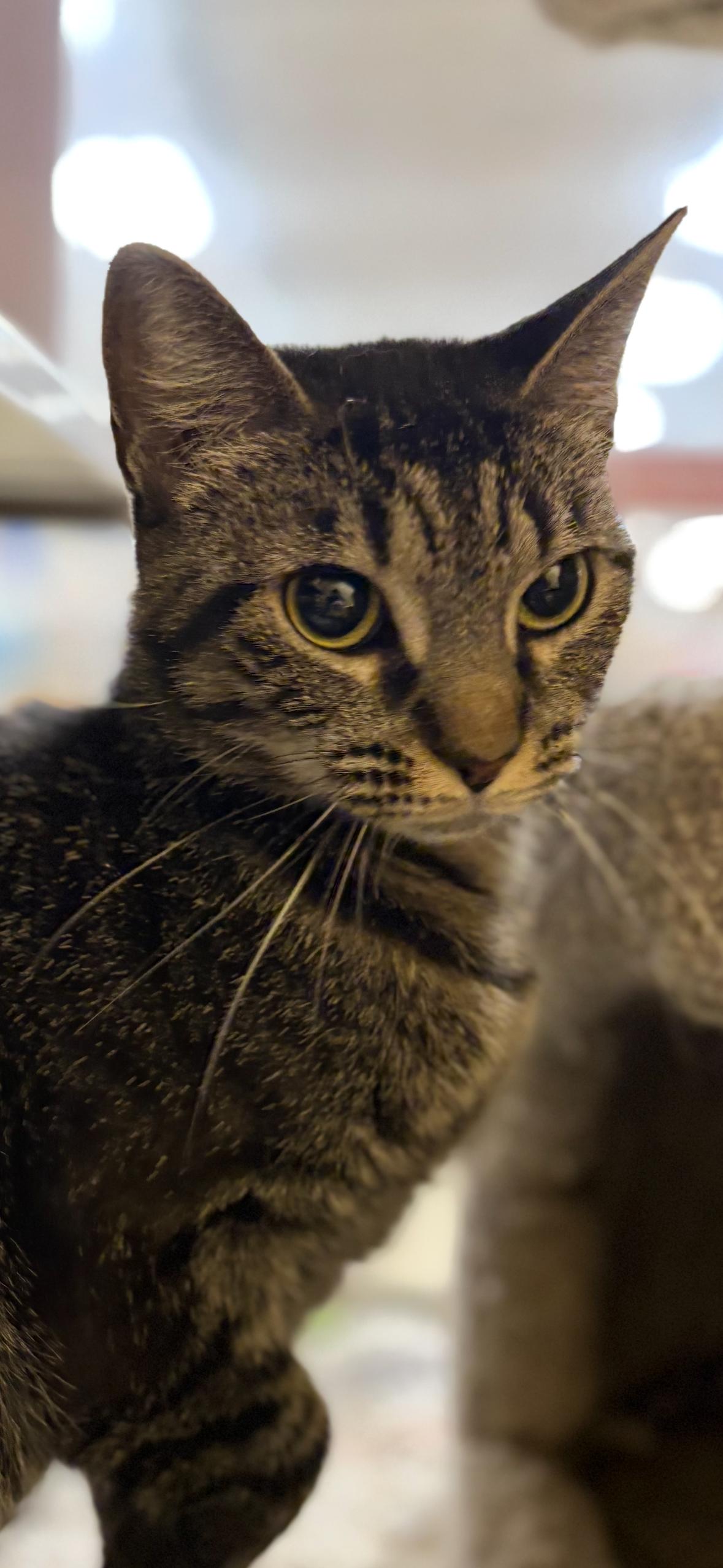 Enlarge Hannah , a ADOPTABLE Tabby in Independence, OH image 2/3