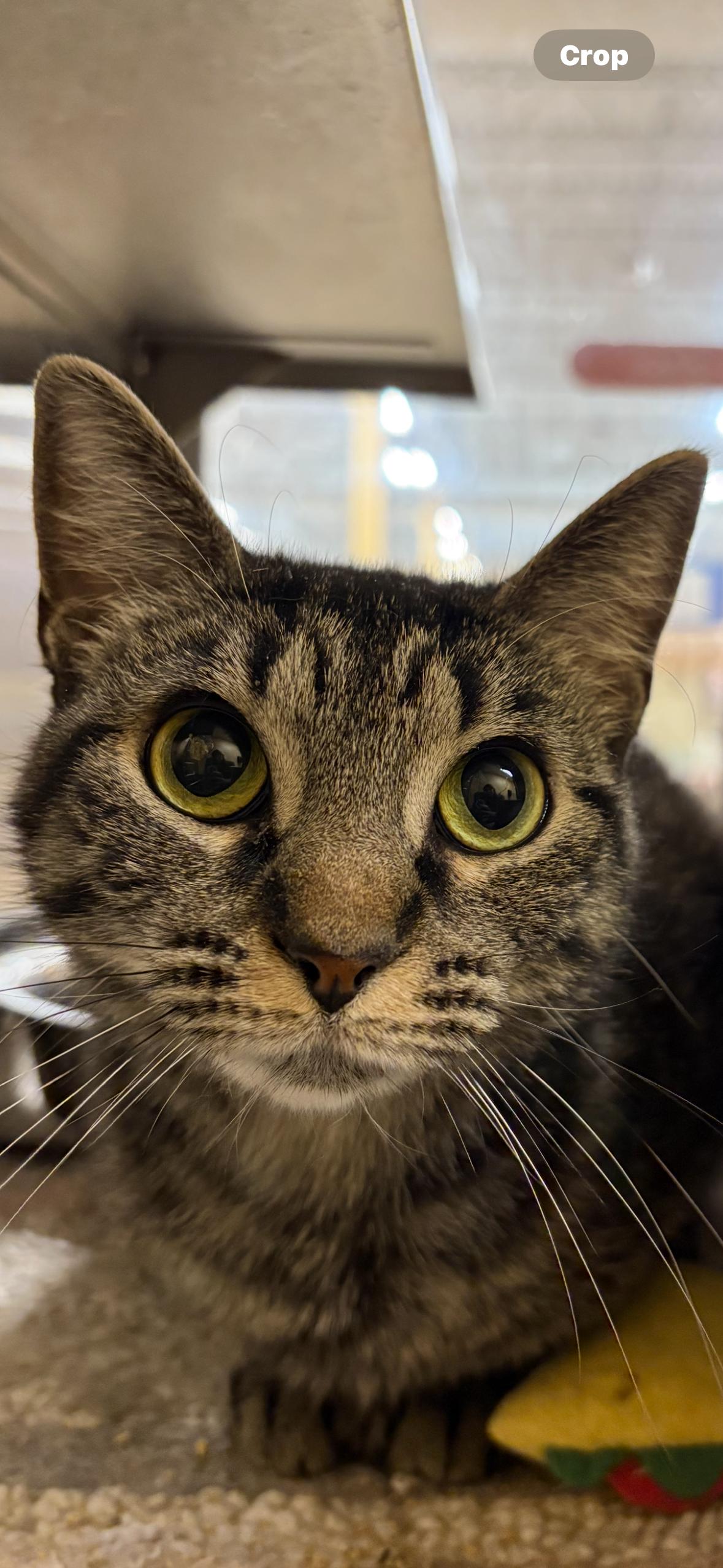 Enlarge Hannah , a ADOPTABLE Tabby in Independence, OH image 3/3