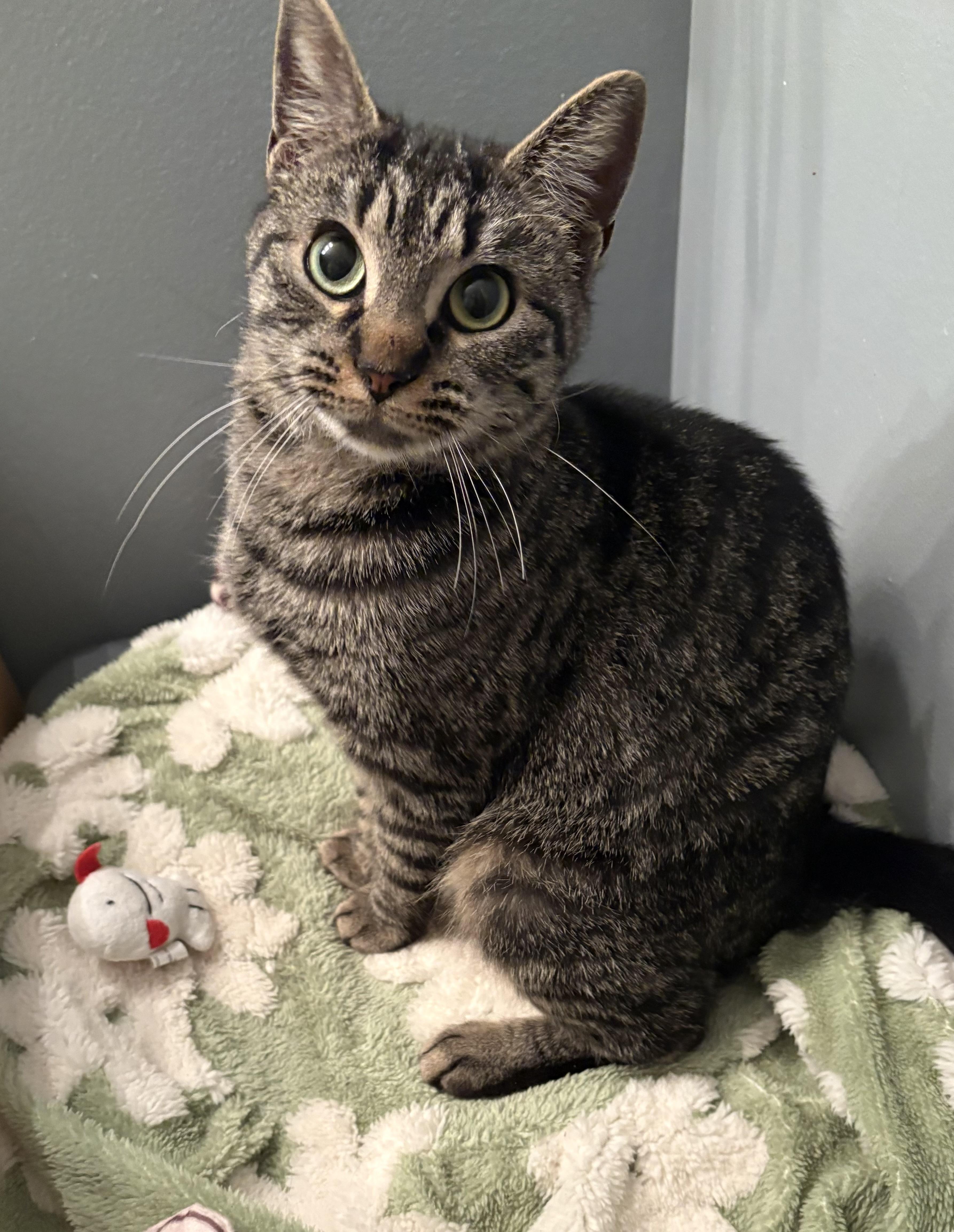 Enlarge Hannah & Clara , a ADOPTABLE Tabby in Independence, OH image 1/3