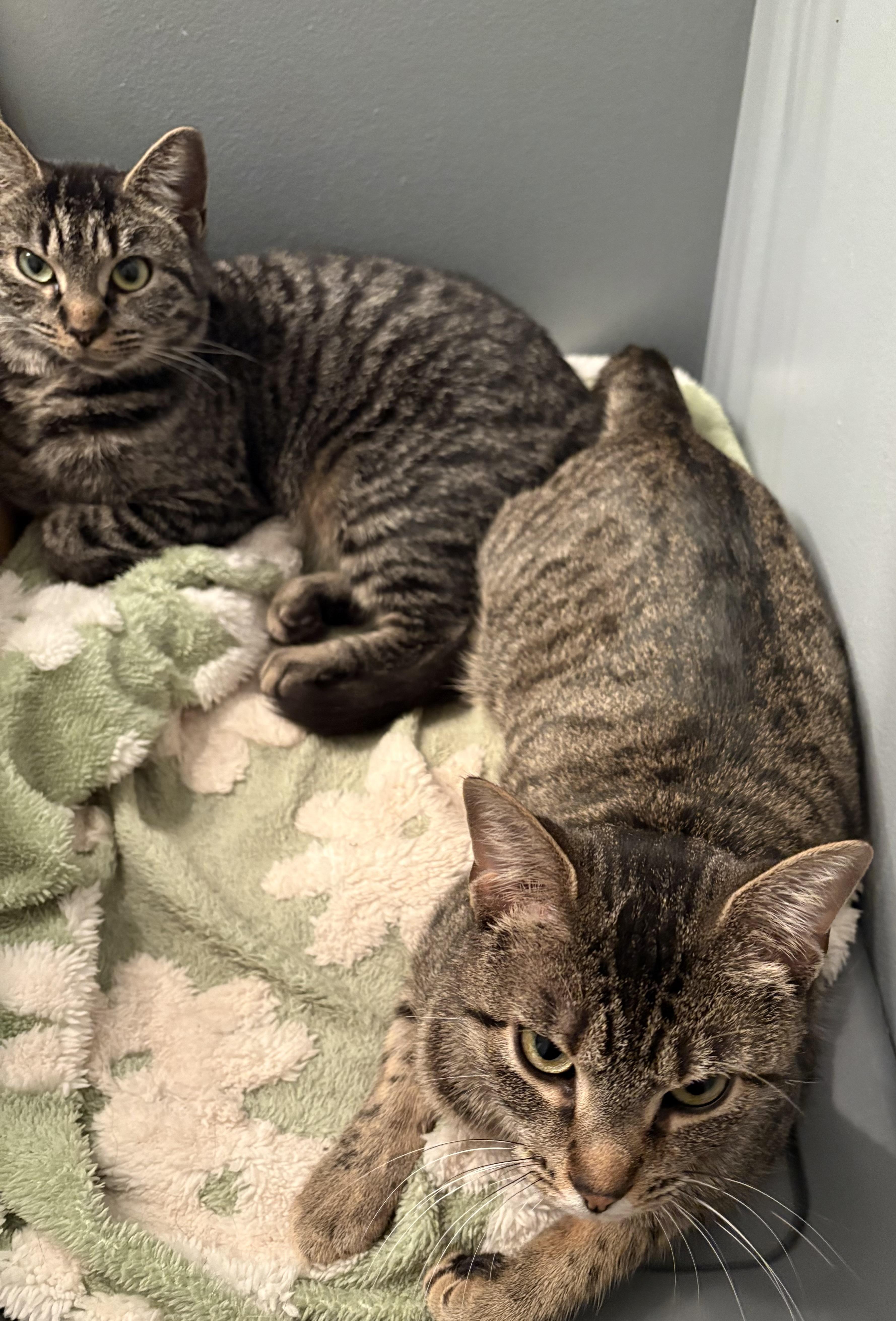Enlarge Hannah & Clara , a ADOPTABLE Tabby in Independence, OH image 2/3