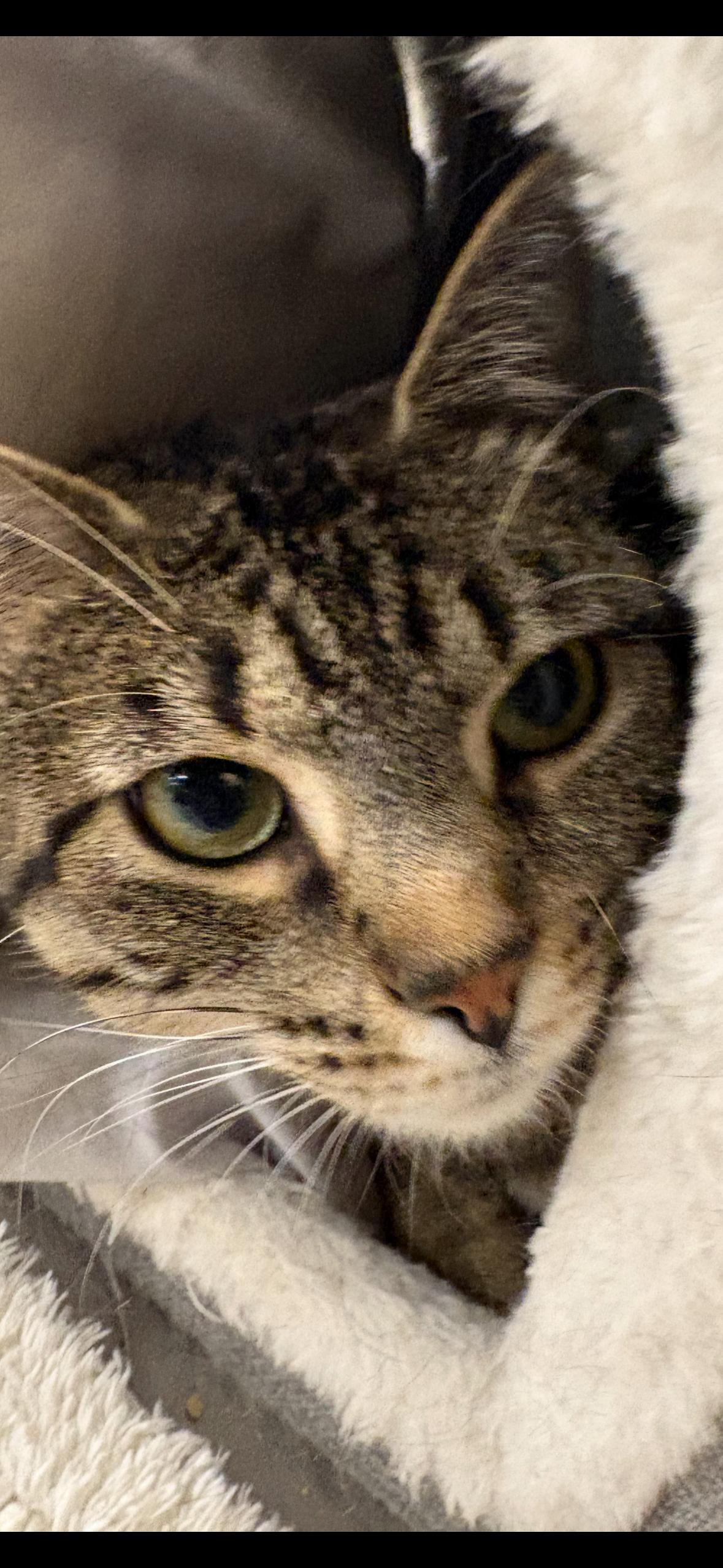 Hannah , ADOPTABLE, Adult Female Tabby.