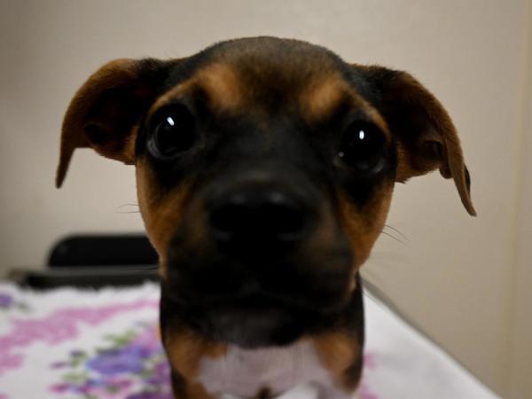 Chip, Adoptable, Puppy Male Chihuahua & Mixed Breed.