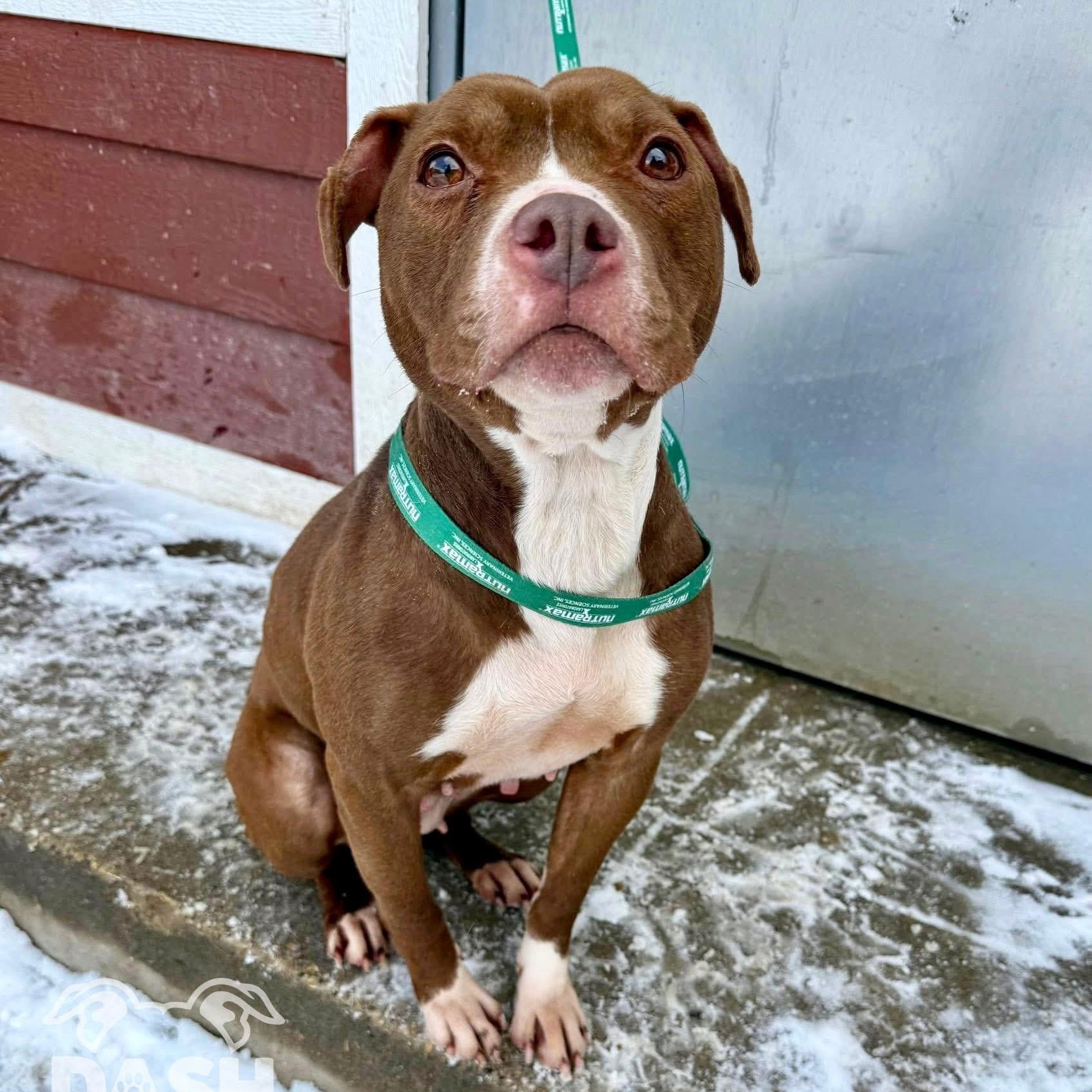 Enlarge Aster, a ADOPTABLE Mixed Breed in Gary , IN image 1/1