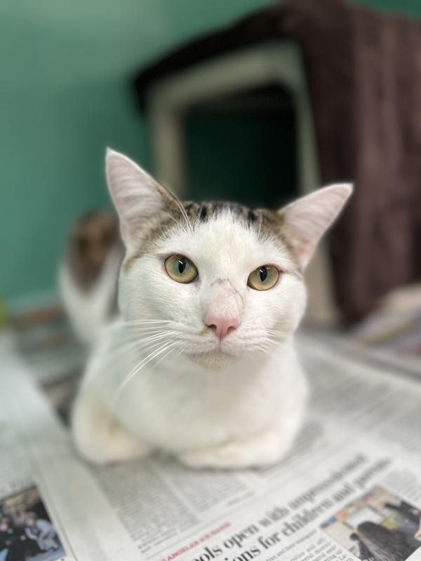 Enlarge Bronco, a Adoptable mixed breed in Novato, CA image 4/6