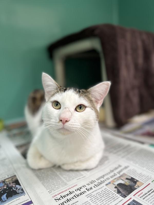 Enlarge Bronco, a Adoptable mixed breed in Novato, CA image 6/6