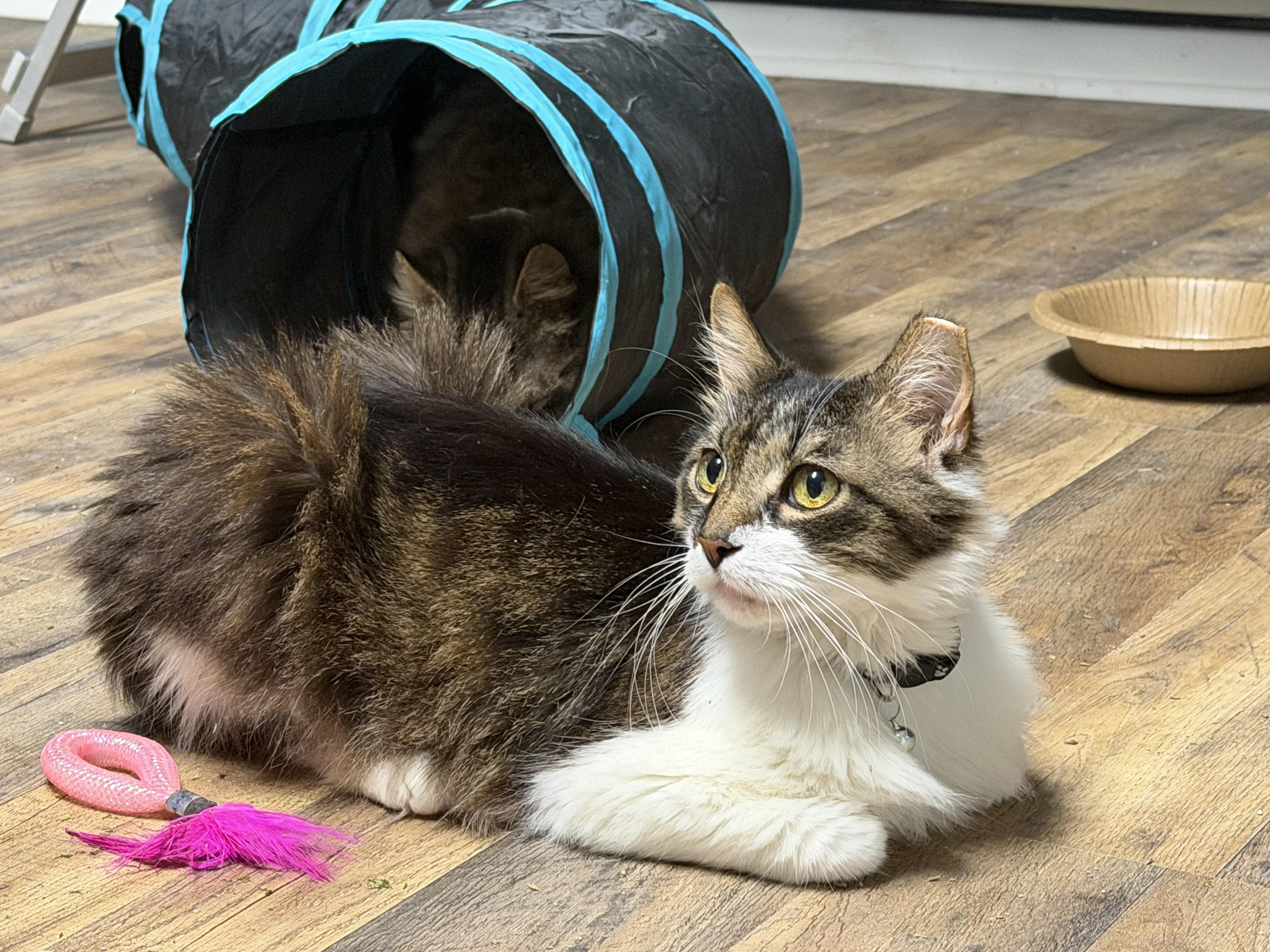Enlarge Gideon, a Adoptable Domestic Medium Hair in Pottsville, PA image 2/5