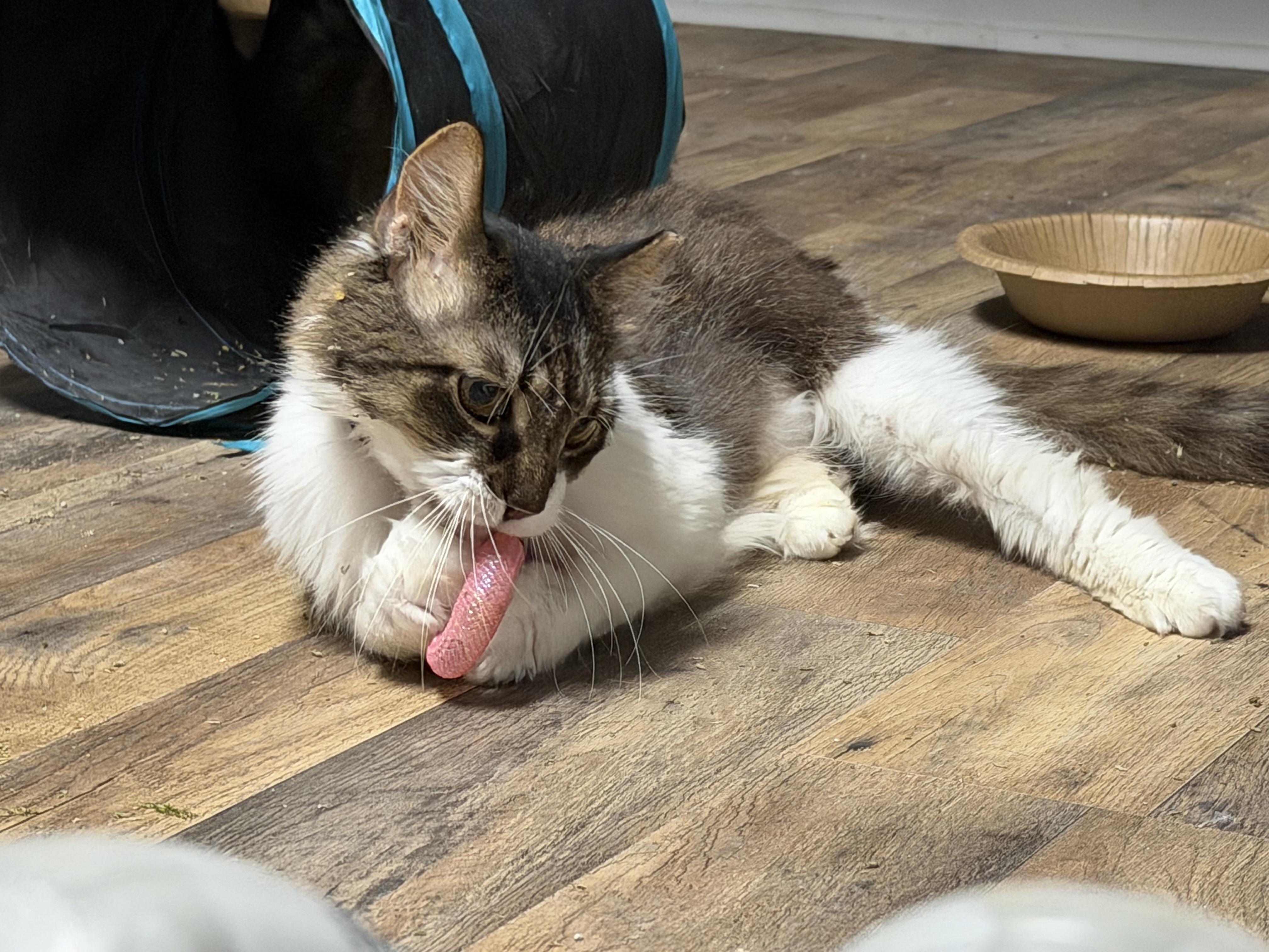 Enlarge Gideon, a Adoptable Domestic Medium Hair in Pottsville, PA image 4/5