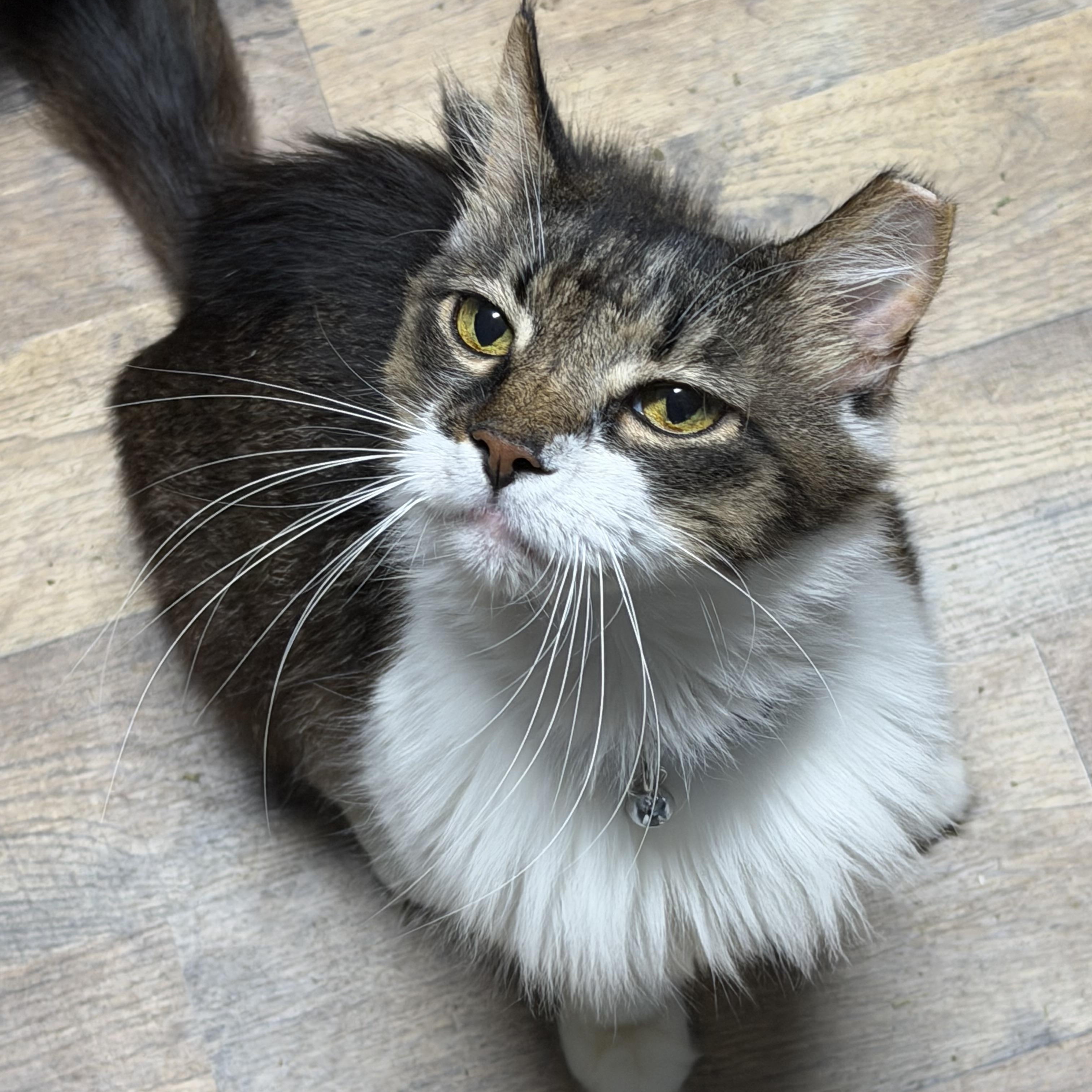 Gideon, Adoptable, Adult Male Domestic Medium Hair.