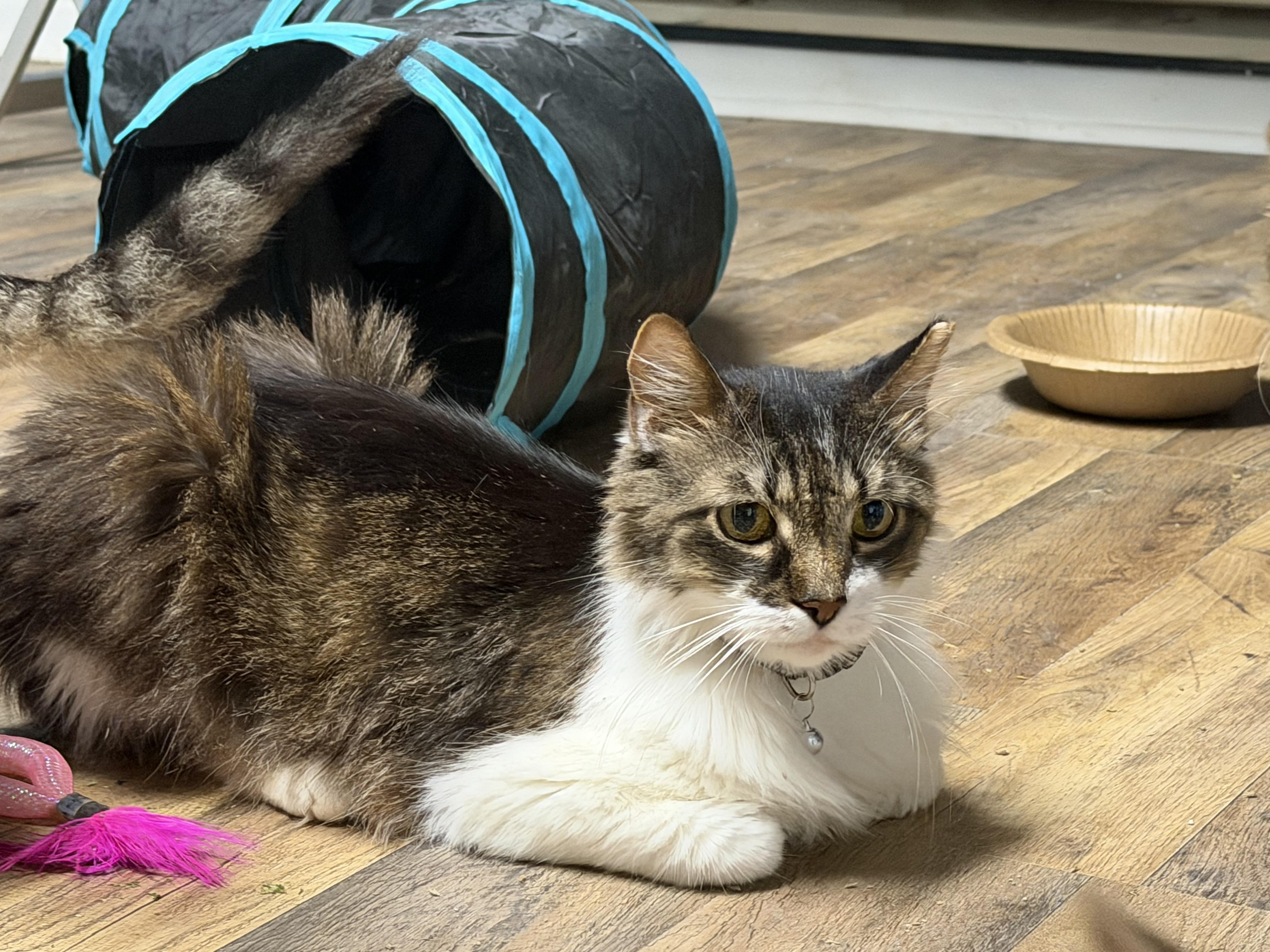 Enlarge Gideon, a Adoptable Domestic Medium Hair in Pottsville, PA image 3/5