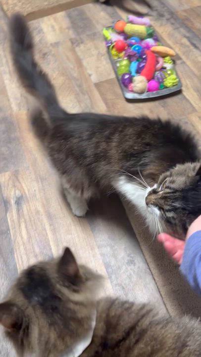 Enlarge Gideon, a Adoptable Domestic Medium Hair in Pottsville, PA video 5/5