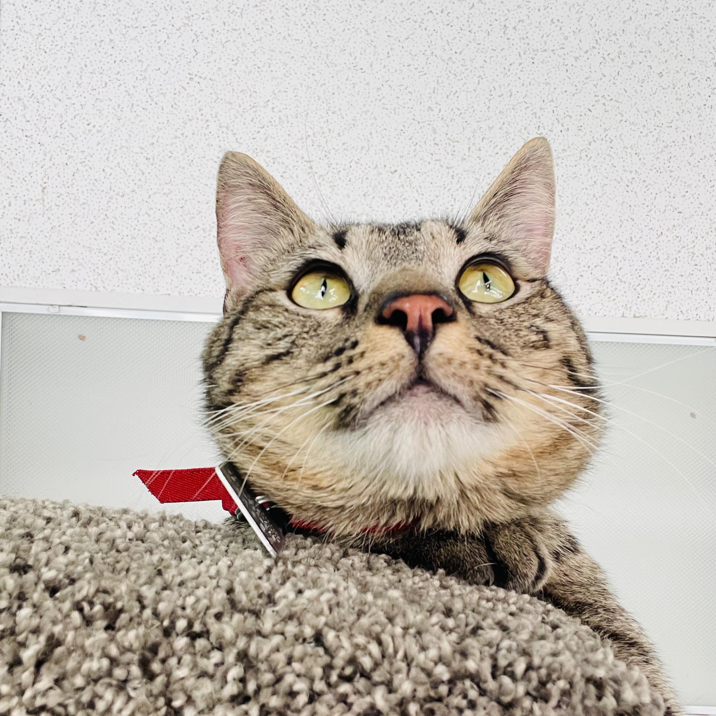 Enlarge Bonkers (FIV), a ADOPTABLE Domestic Short Hair in Cincinnati, OH image 5/6