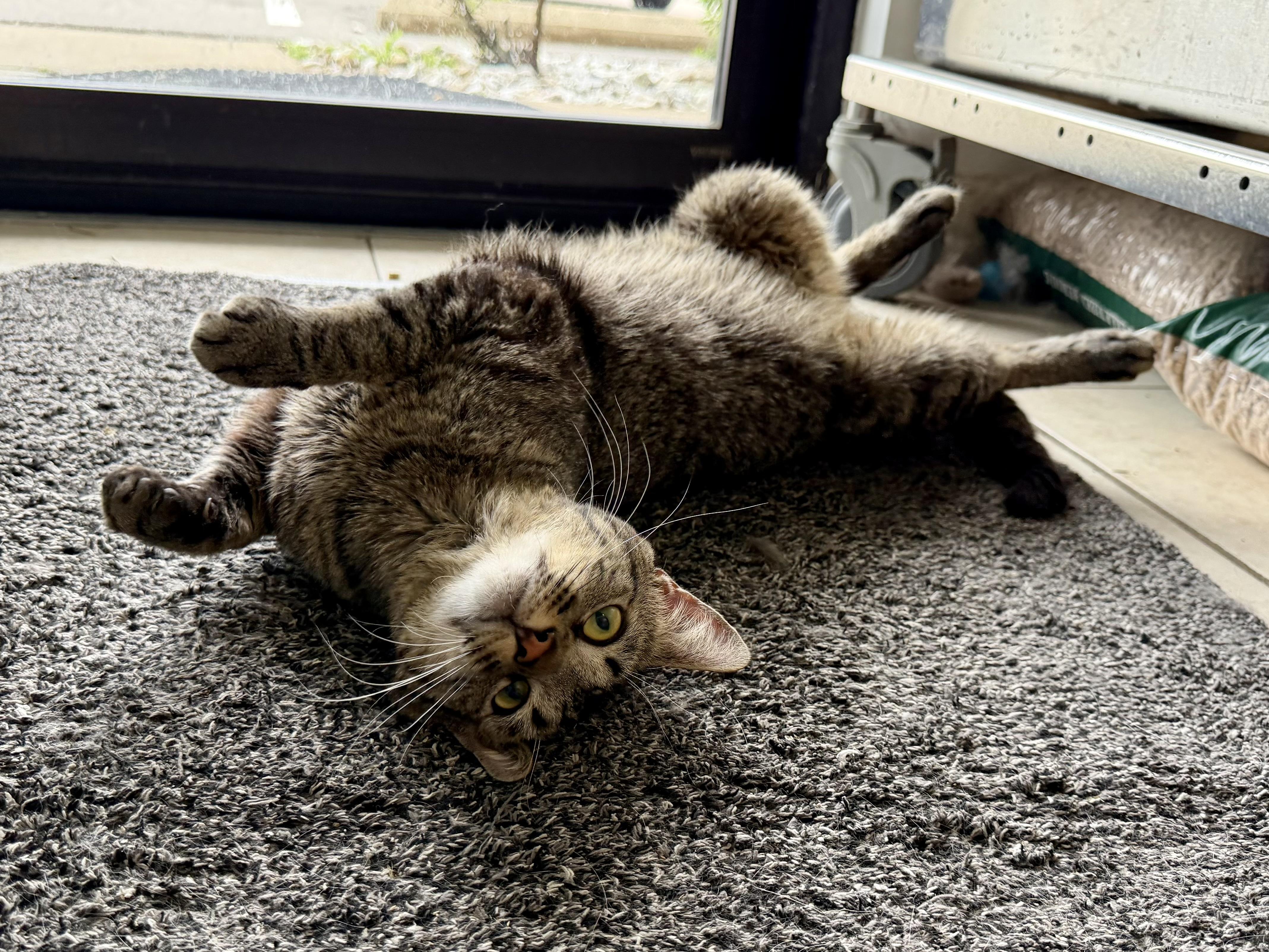 Enlarge Bonkers (FIV), a ADOPTABLE Domestic Short Hair in Cincinnati, OH image 2/6