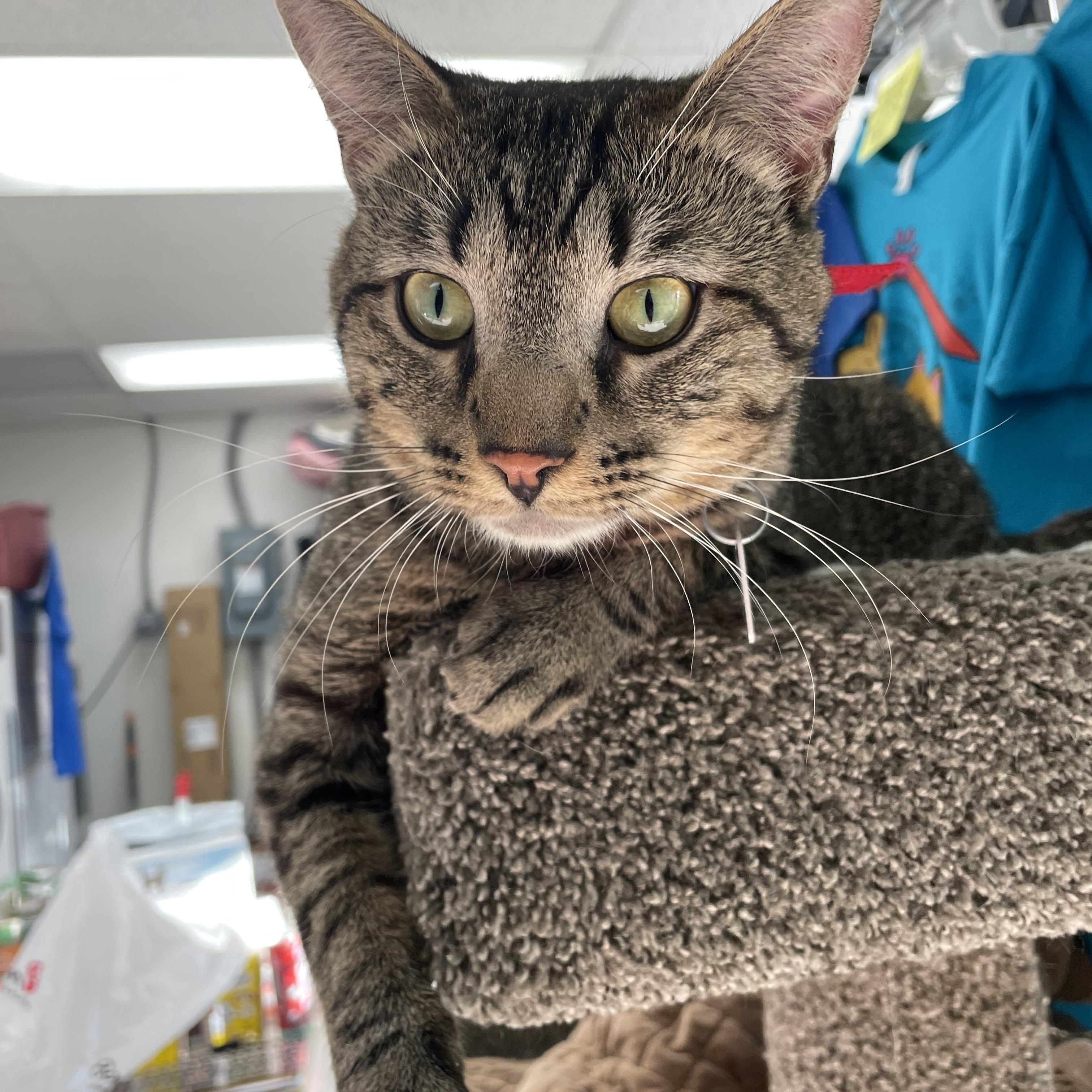 Enlarge Bonkers (FIV), a ADOPTABLE Domestic Short Hair in Cincinnati, OH image 6/6