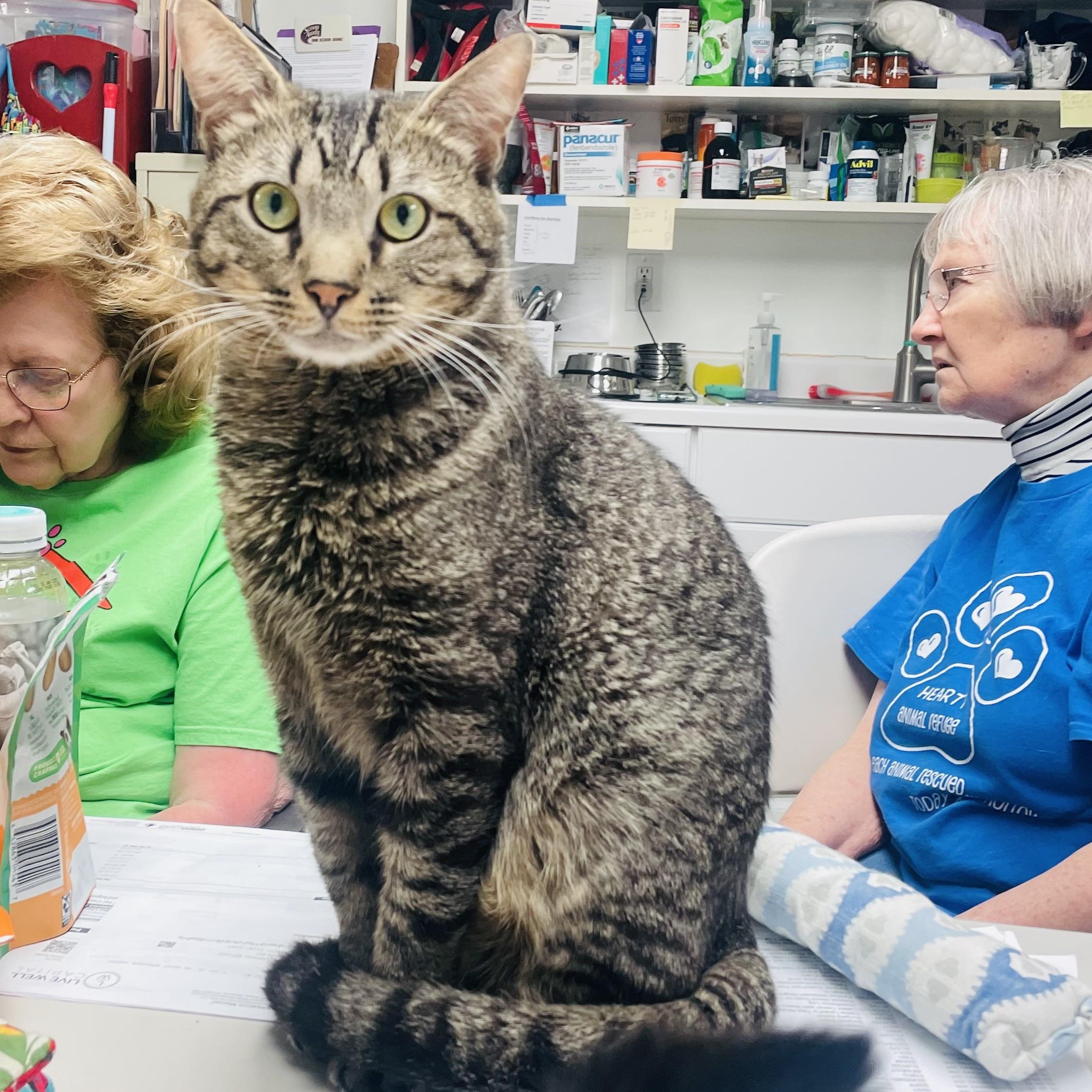 Bonkers (FIV), ADOPTABLE, Young Male Domestic Short Hair.