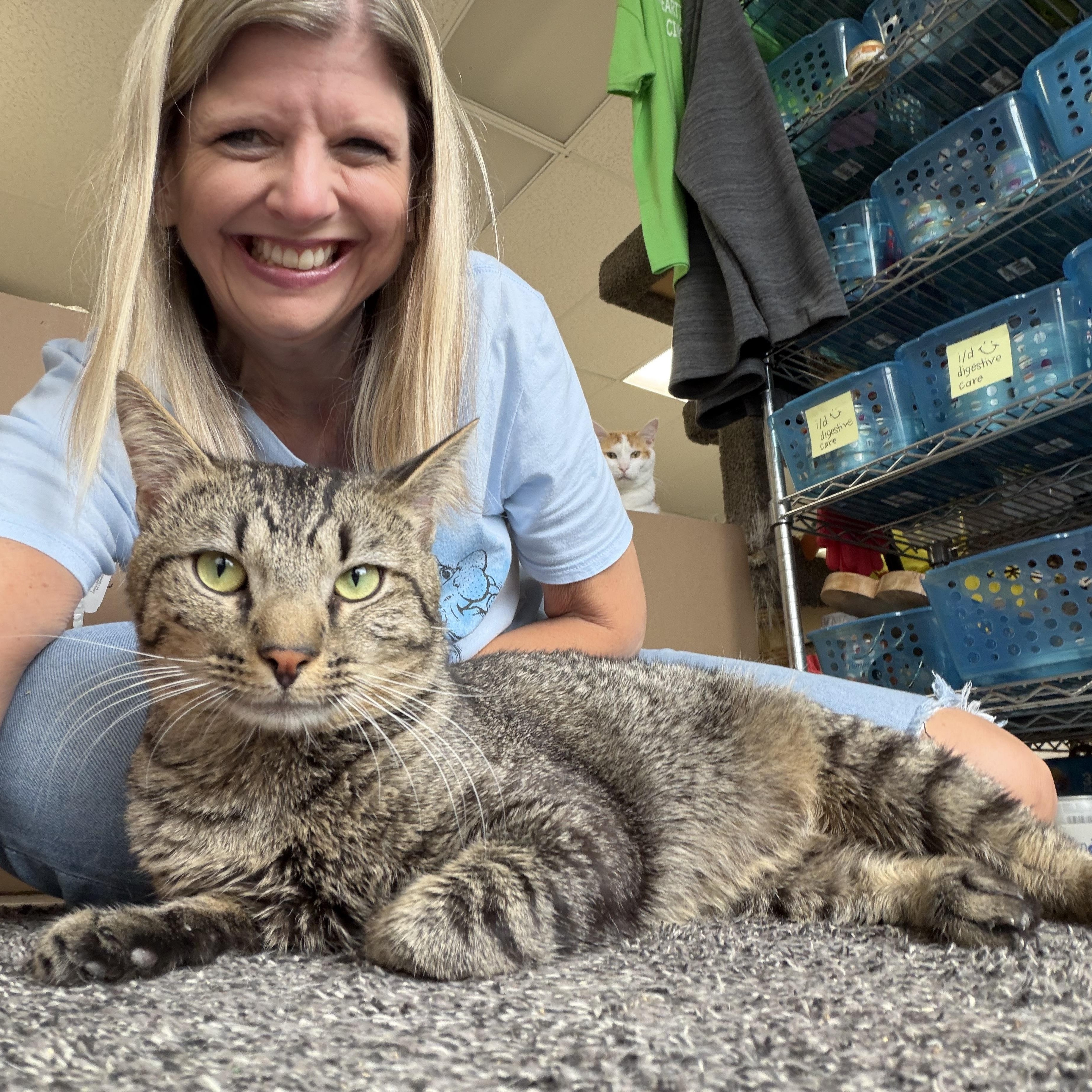 Enlarge Bonkers (FIV), a ADOPTABLE Domestic Short Hair in Cincinnati, OH image 4/6