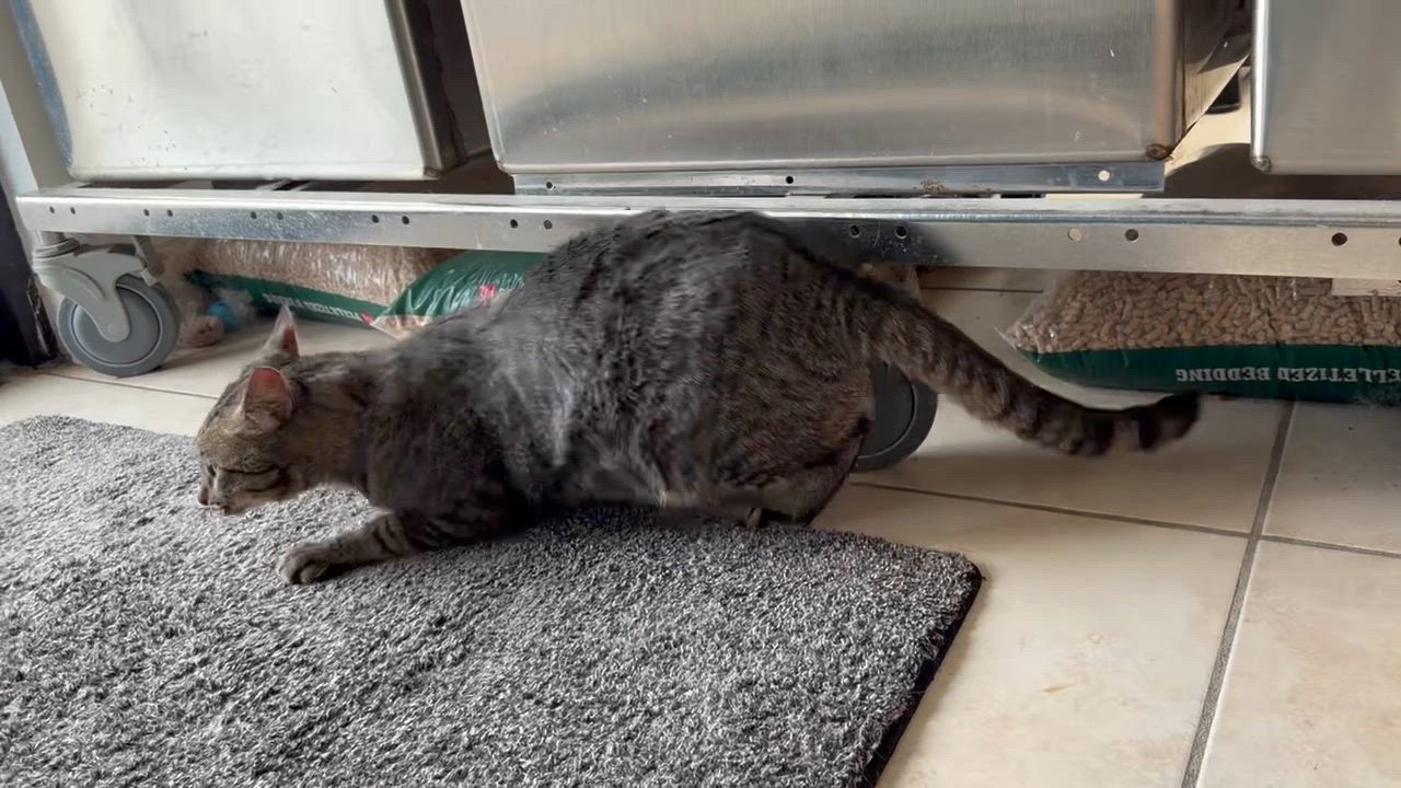 Enlarge Bonkers (FIV), a ADOPTABLE Domestic Short Hair in Cincinnati, OH video 3/6