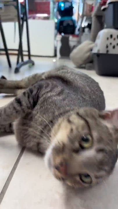 Enlarge Bonkers (FIV), a ADOPTABLE Domestic Short Hair in Cincinnati, OH video 6/6