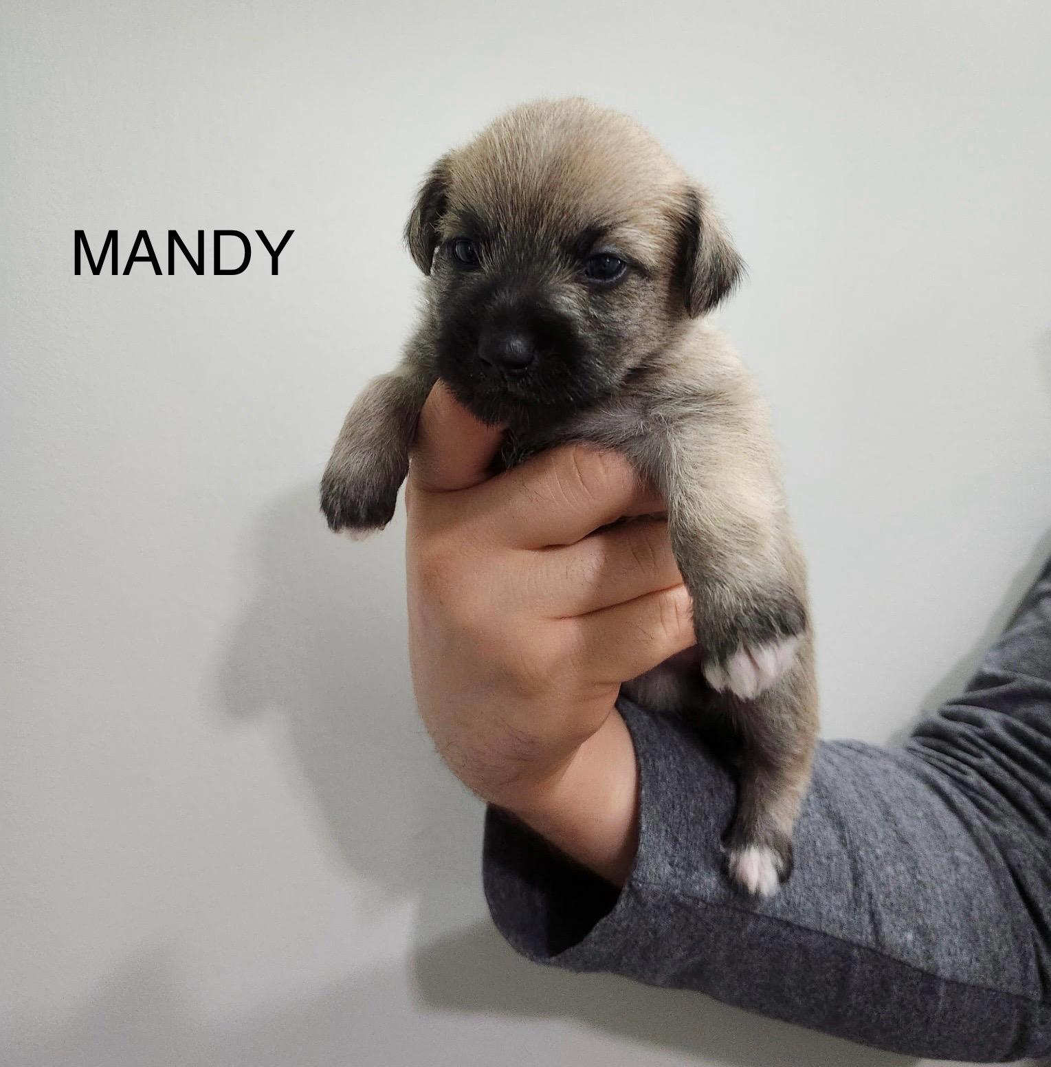 Mandy, Baby Female unknown