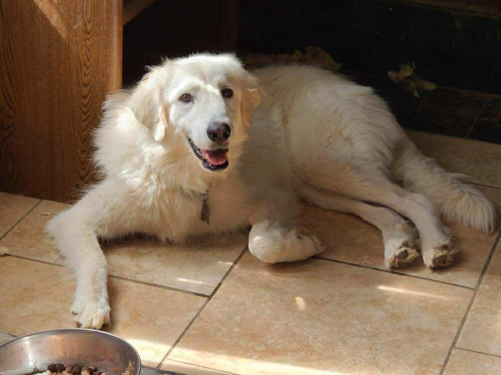 Enlarge Lala DFW, a Adoptable Great Pyrenees in Quinlan, TX image 3/6