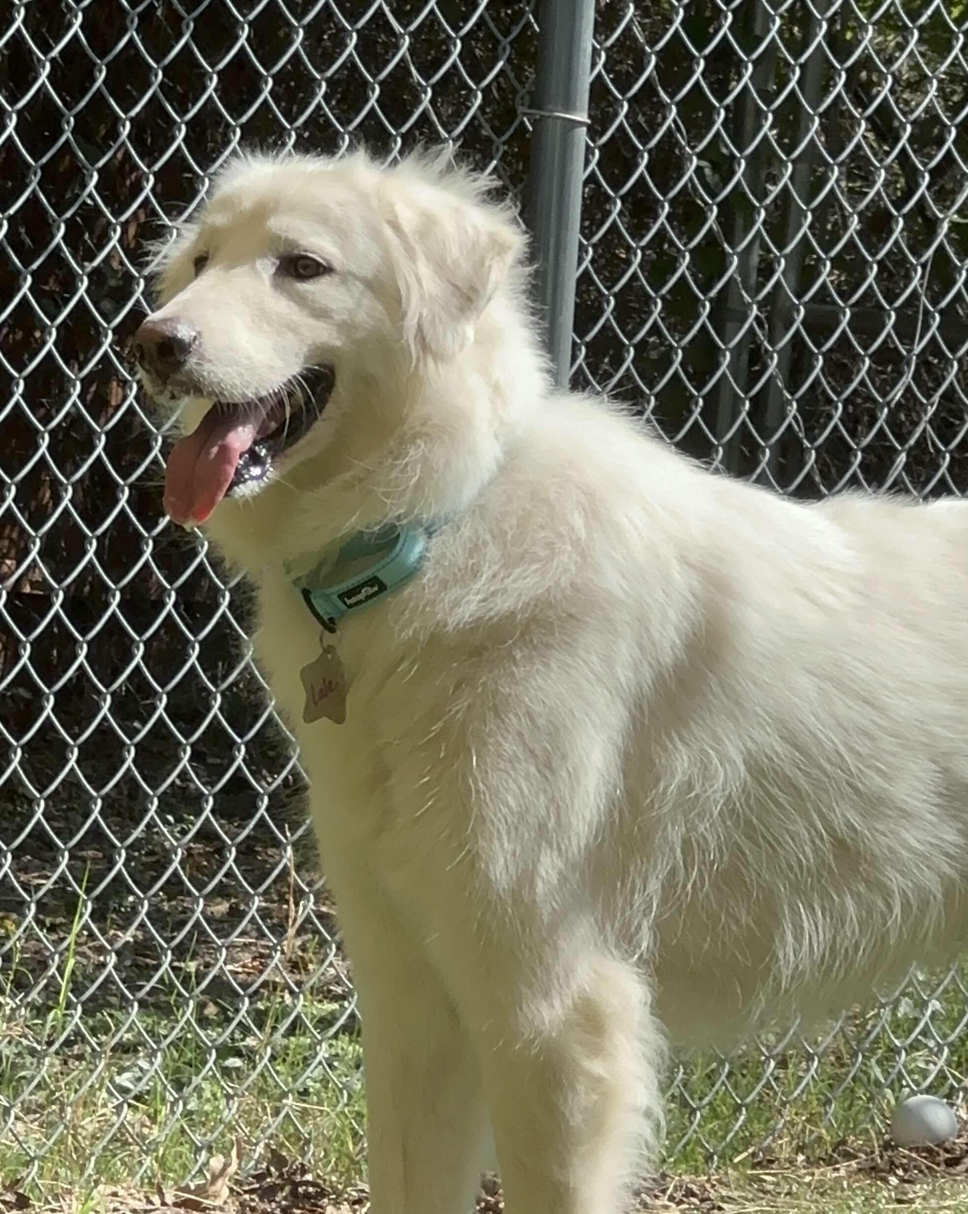 Enlarge Lala DFW, a Adoptable Great Pyrenees in Quinlan, TX image 5/6