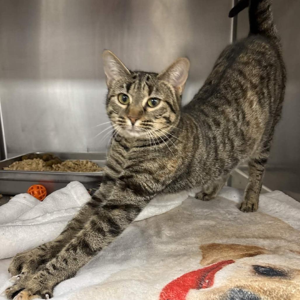 Mariah, Adoptable, Young Female Domestic Short Hair.