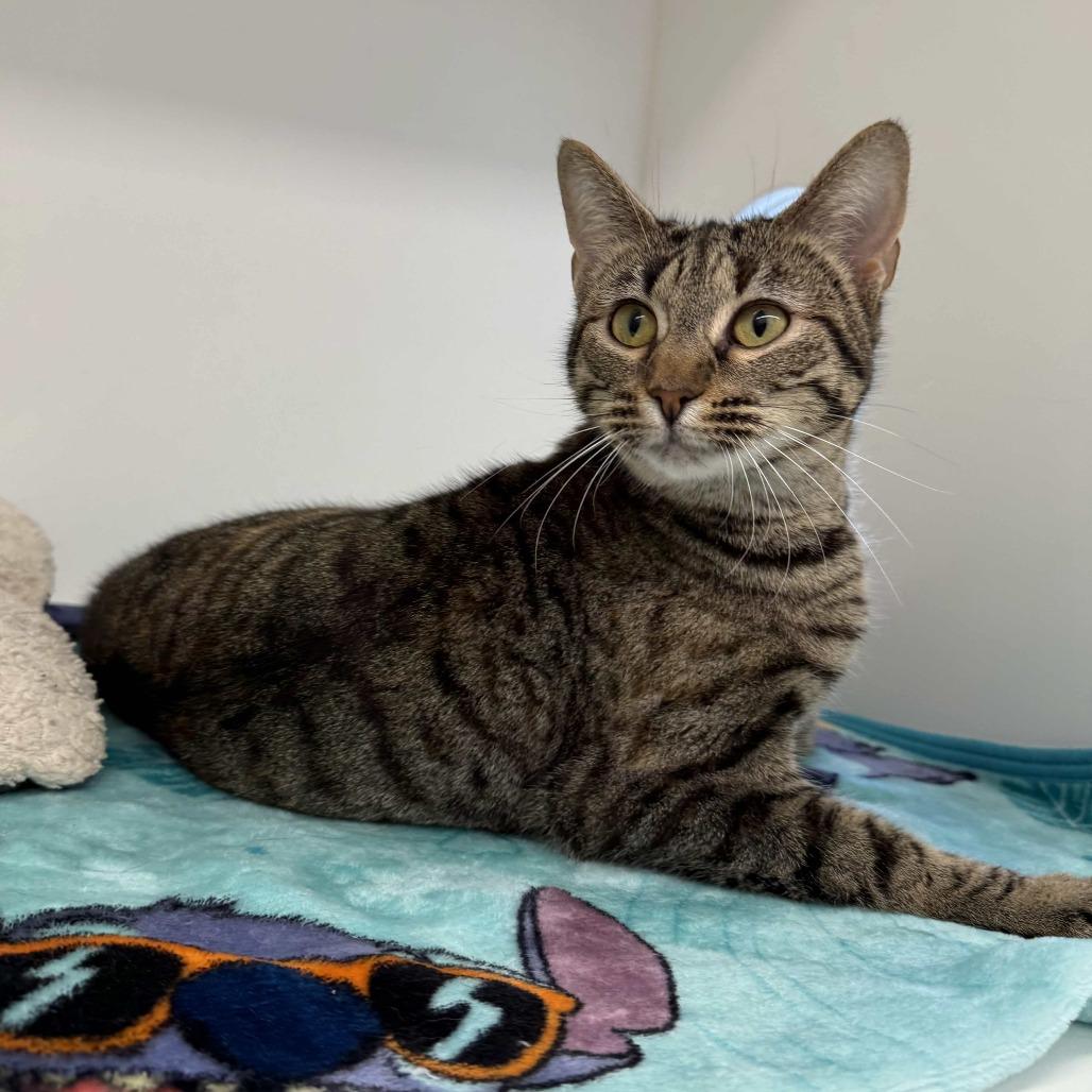 Enlarge Mariah, a Adoptable Domestic Short Hair in Beaumont, TX image 2/6