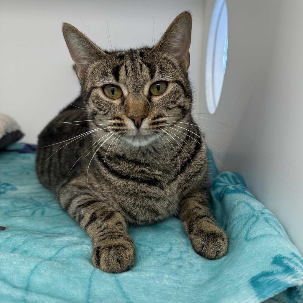 Enlarge Mariah, a Adoptable Domestic Short Hair in Beaumont, TX image 3/6