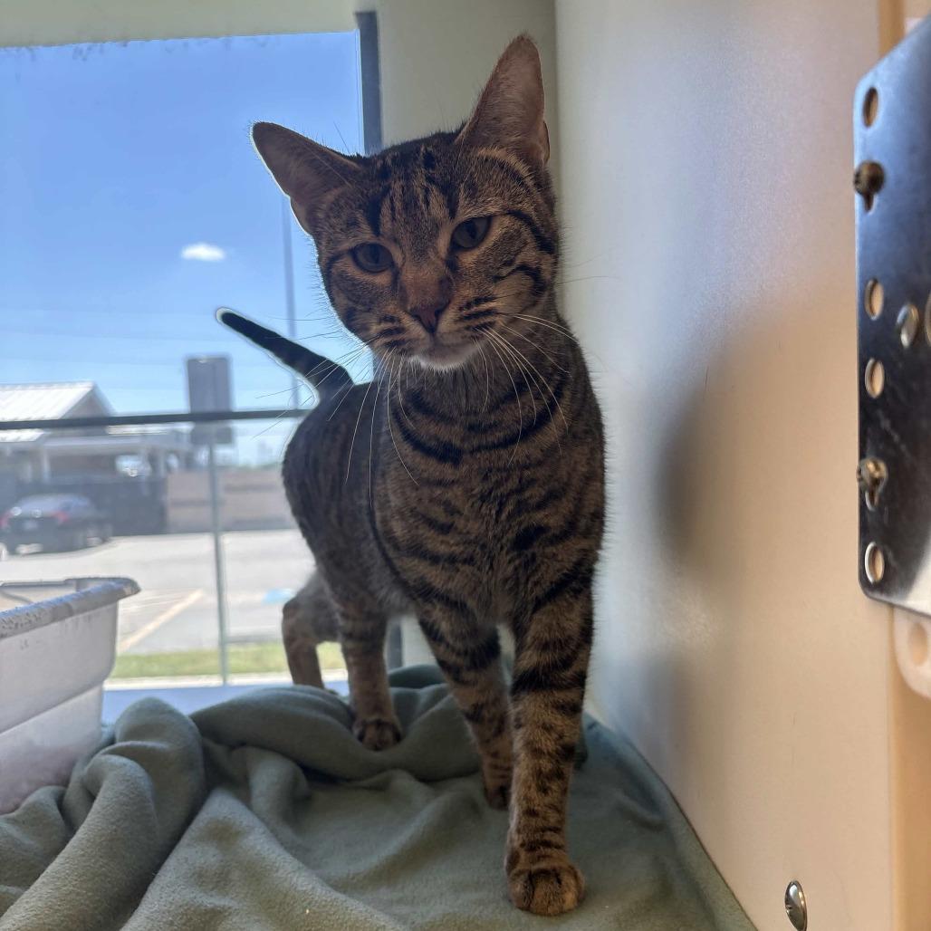 Enlarge Mariah, a Adoptable Domestic Short Hair in Beaumont, TX image 4/6