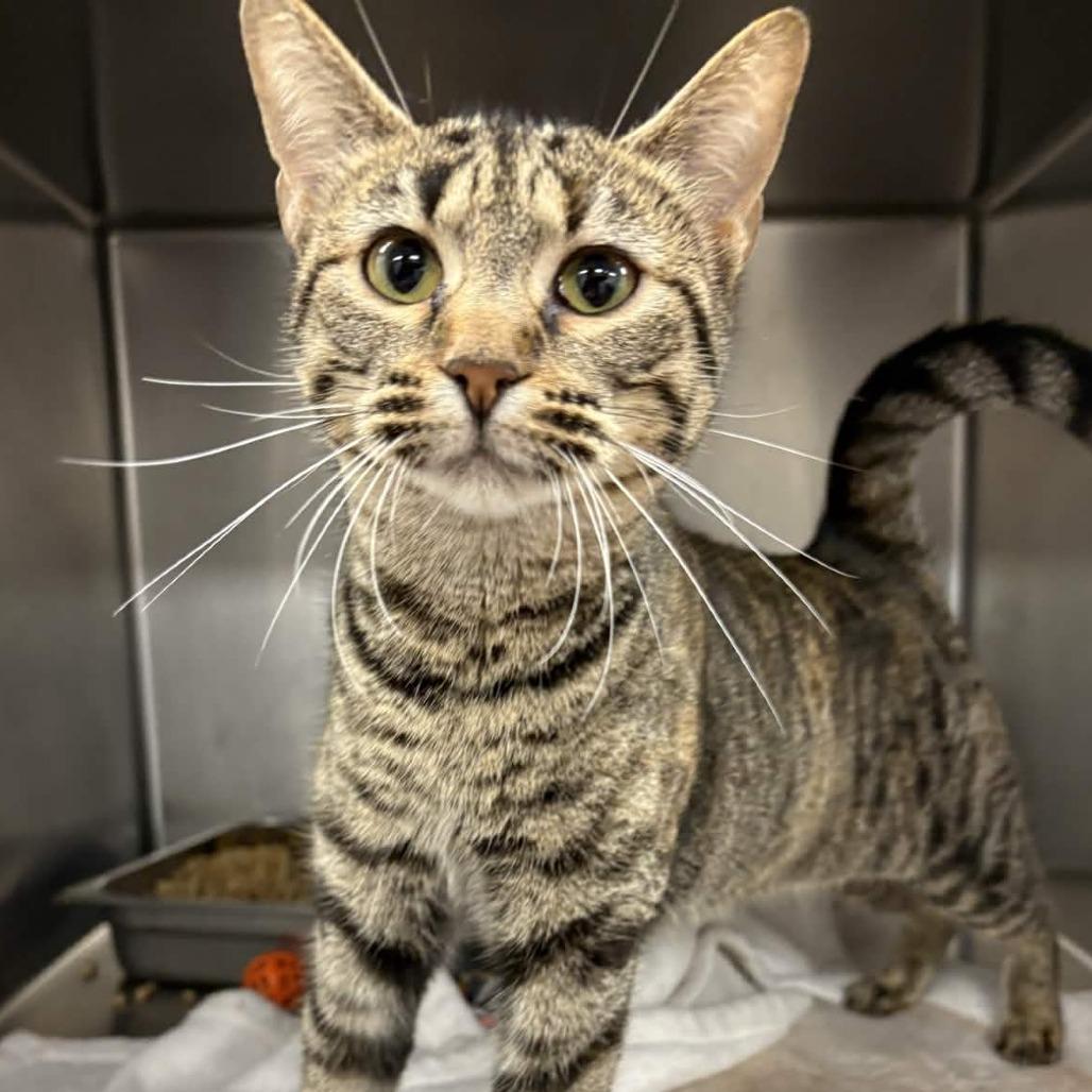 Enlarge Mariah, a Adoptable Domestic Short Hair in Beaumont, TX image 5/6