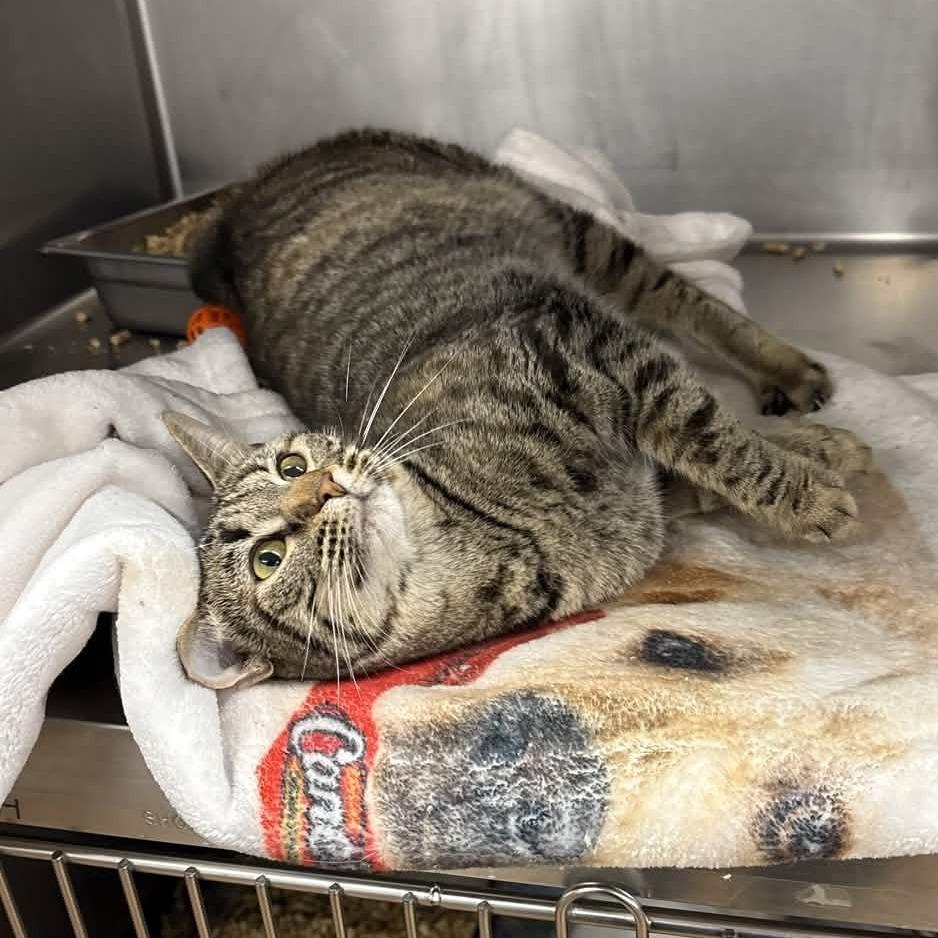 Enlarge Mariah, a Adoptable Domestic Short Hair in Beaumont, TX image 6/6