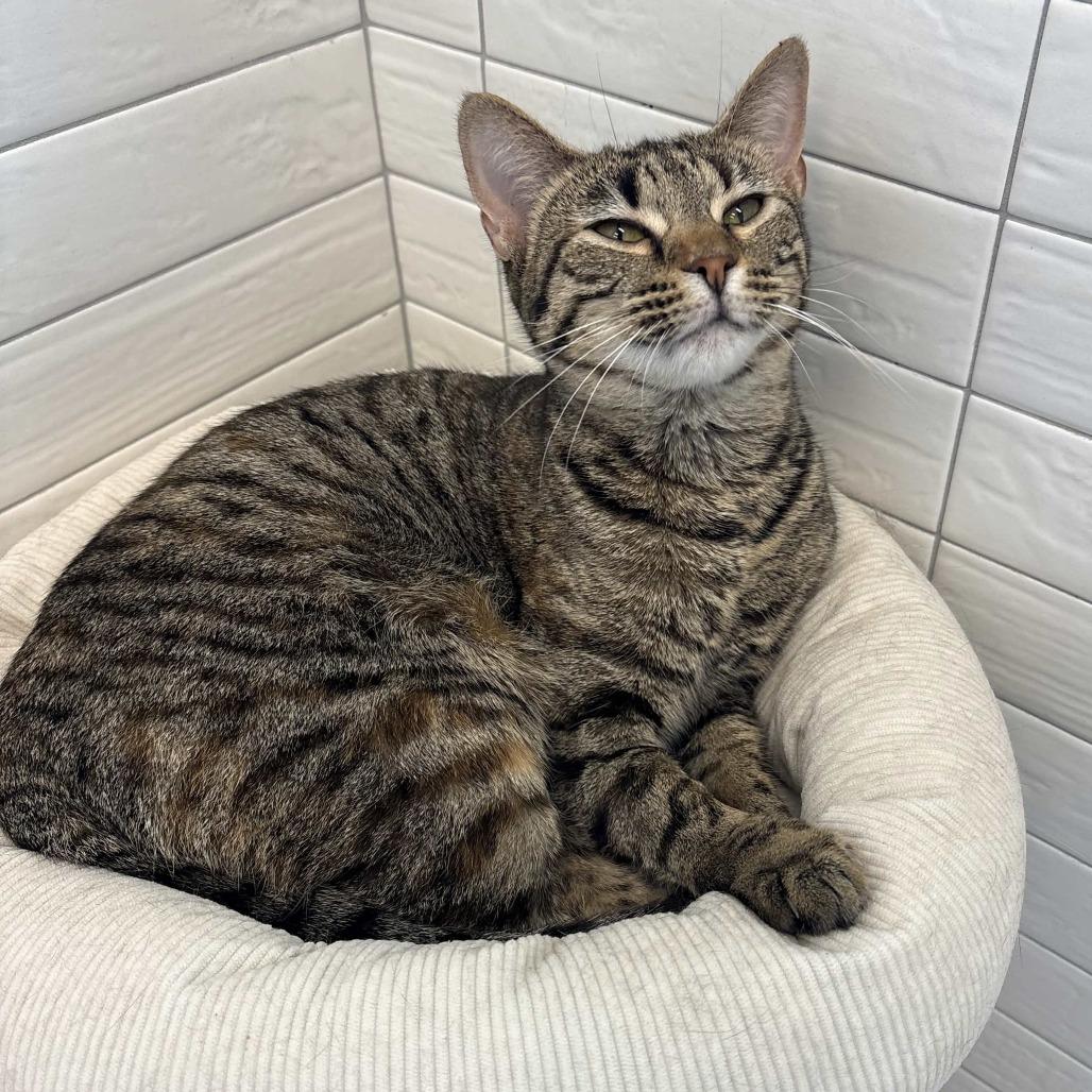 Enlarge Mariah, a Adoptable Domestic Short Hair in Beaumont, TX image 6/6
