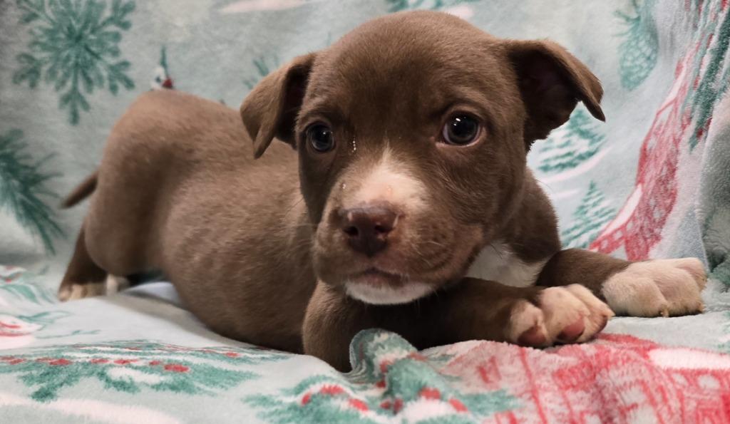 Kaiser, Adoptable, Puppy Male Husky & Mixed Breed.