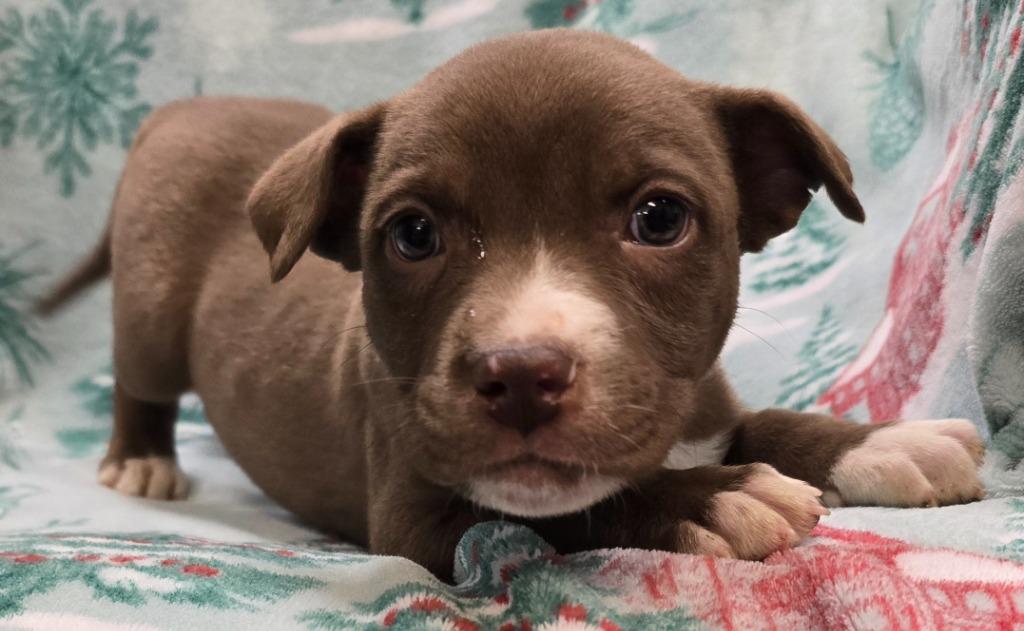 Enlarge Kaiser, a Adoptable mixed breed in Murphysboro, IL image 2/2