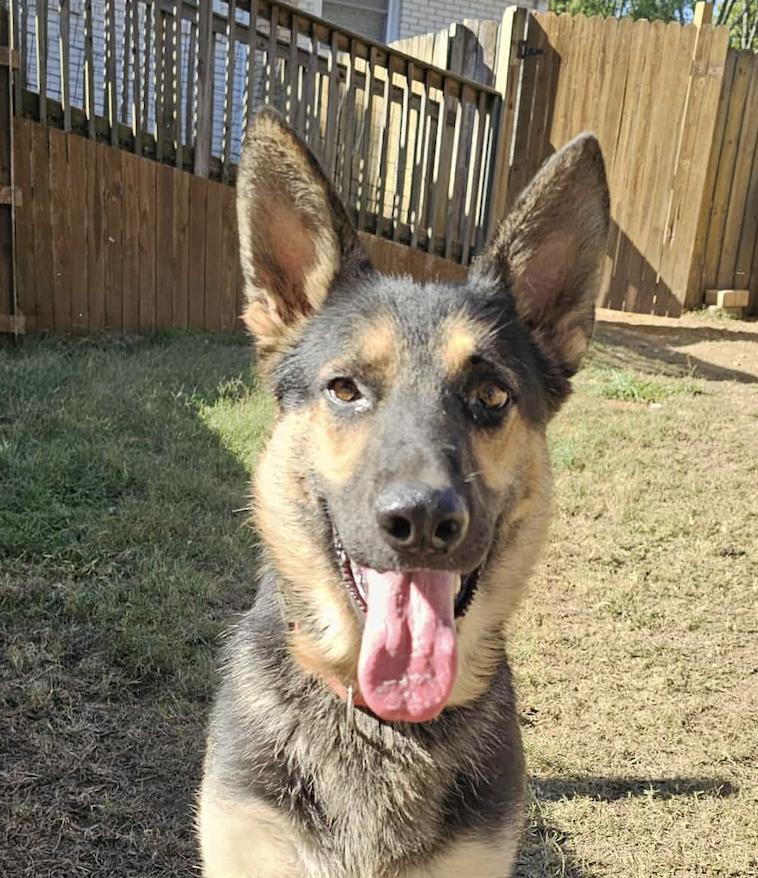 Satchmo, a Adoptable German Shepherd Dog in Fishkill, NY image 2/6